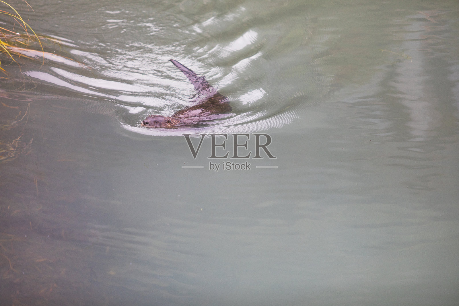 一只海獭在靠近大海的湖里游泳照片摄影图片