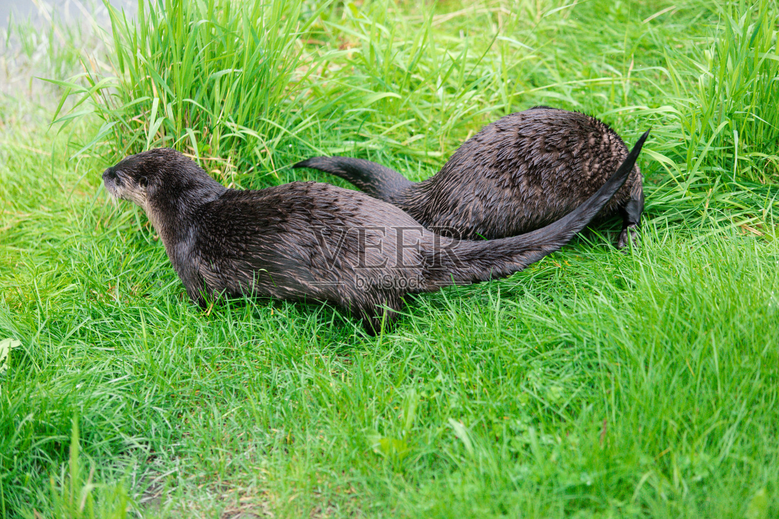 夏天河堤上的水獭在郁郁葱葱的草地上照片摄影图片