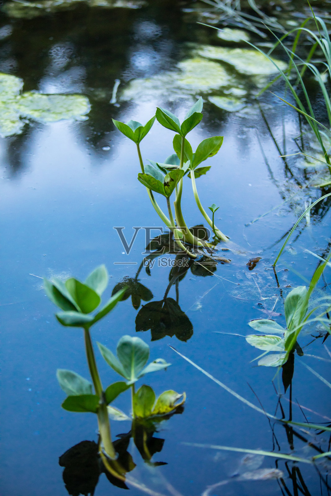 水生的叶子照片摄影图片