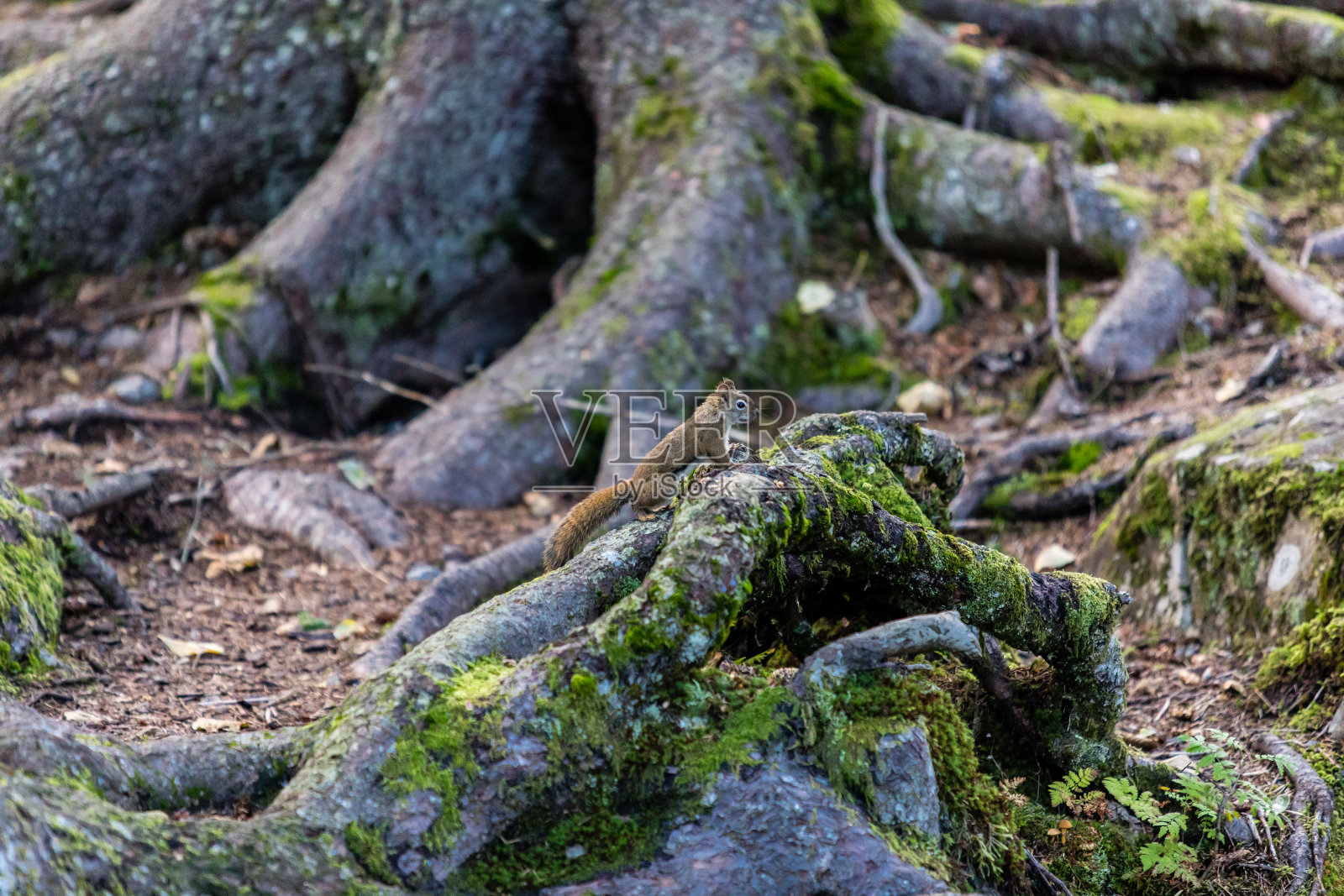 松鼠照片摄影图片