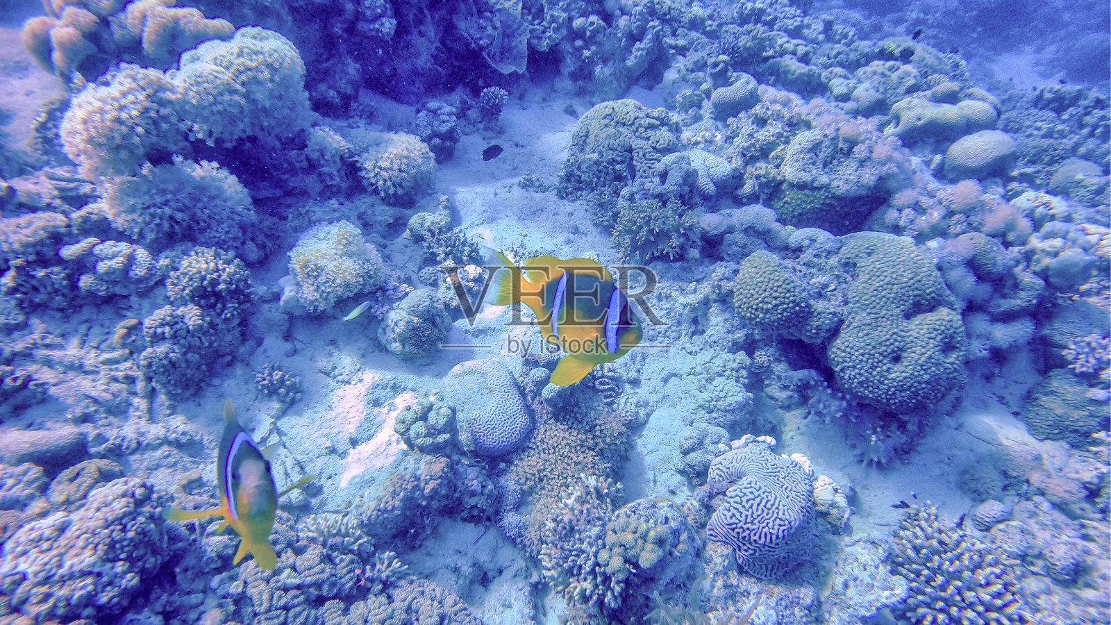 亚喀巴礁上的热带鱼照片摄影图片