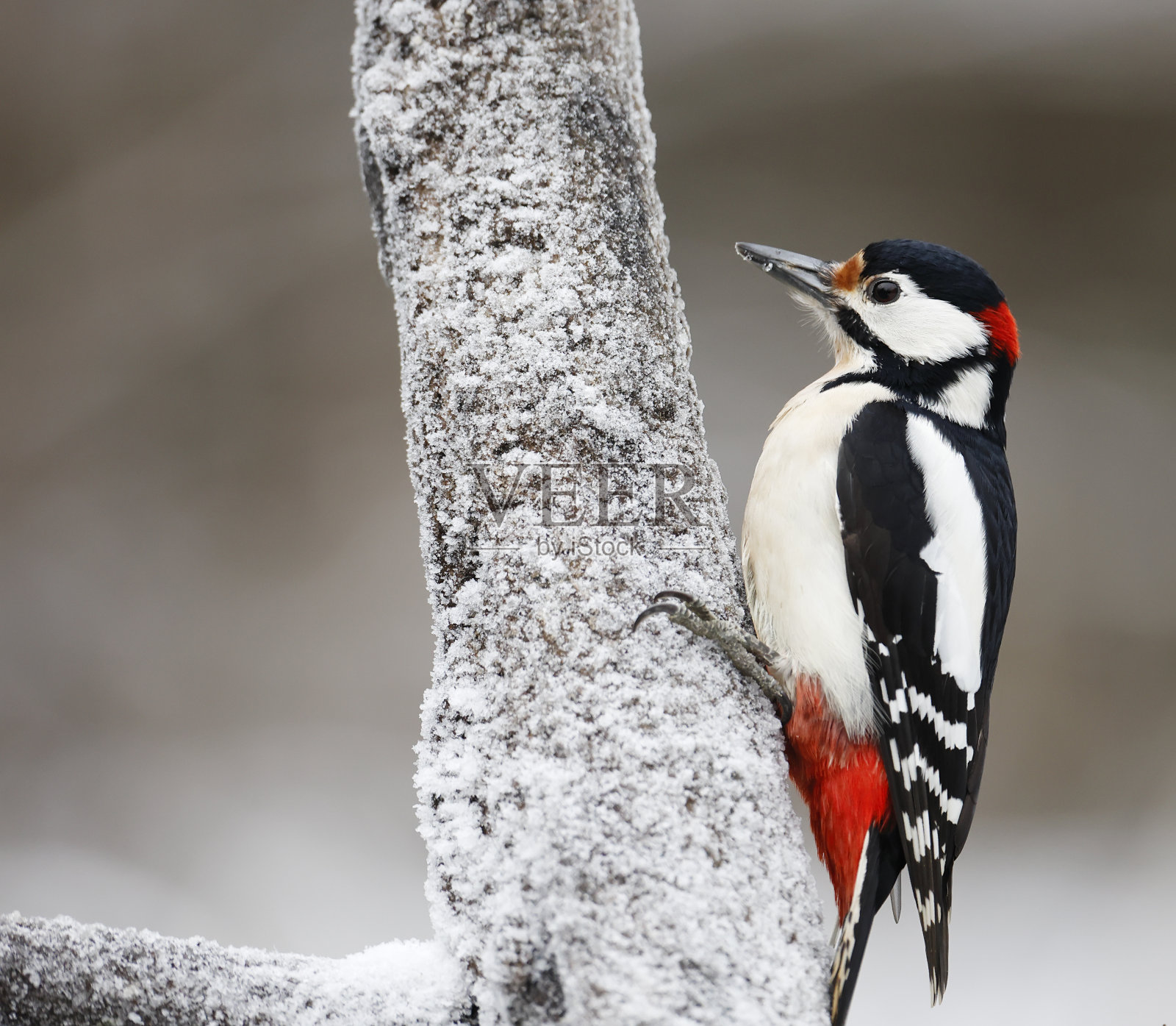 大斑点啄木鸟(大树纹啄木鸟)在冬天照片摄影图片