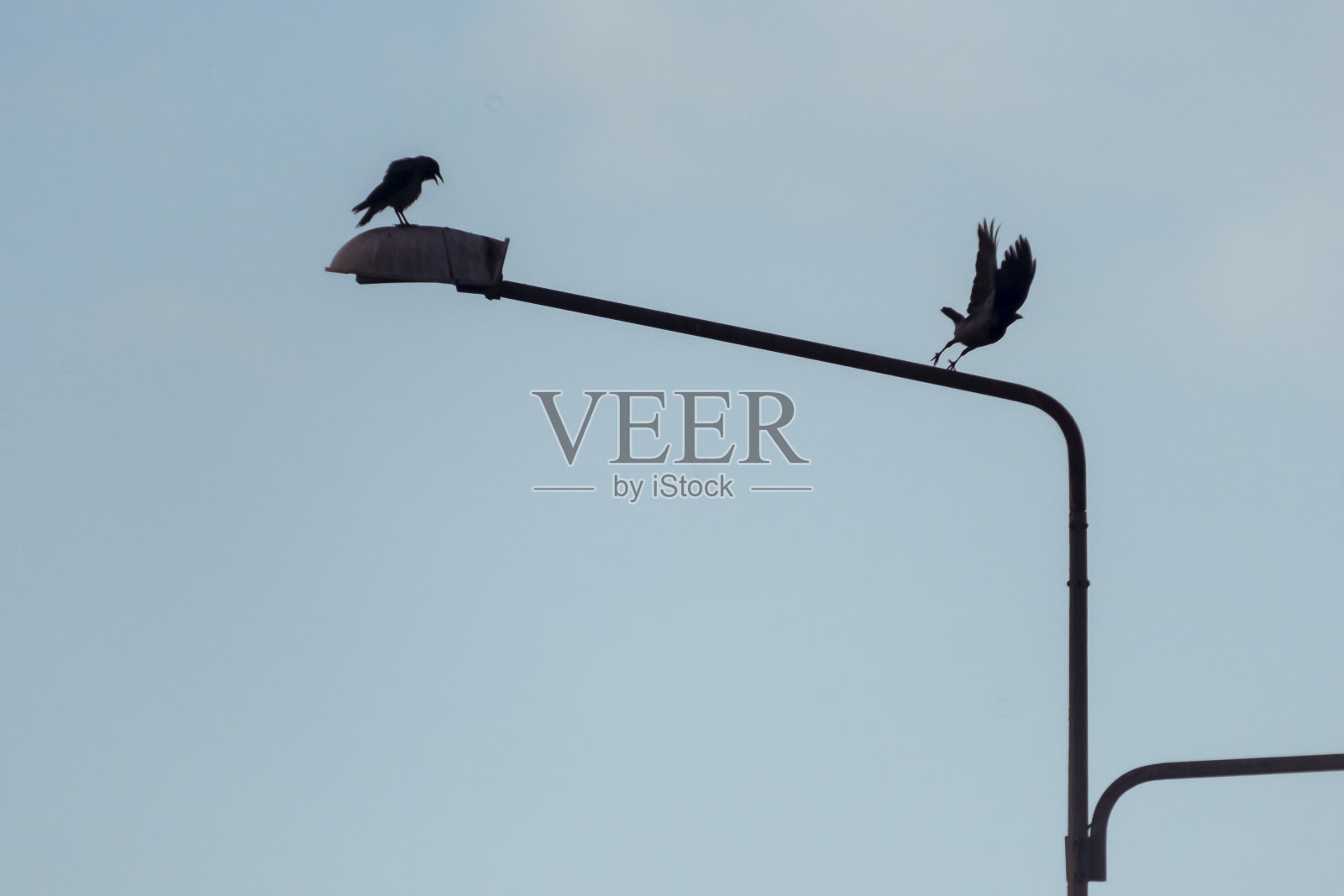 乌鸦照片摄影图片