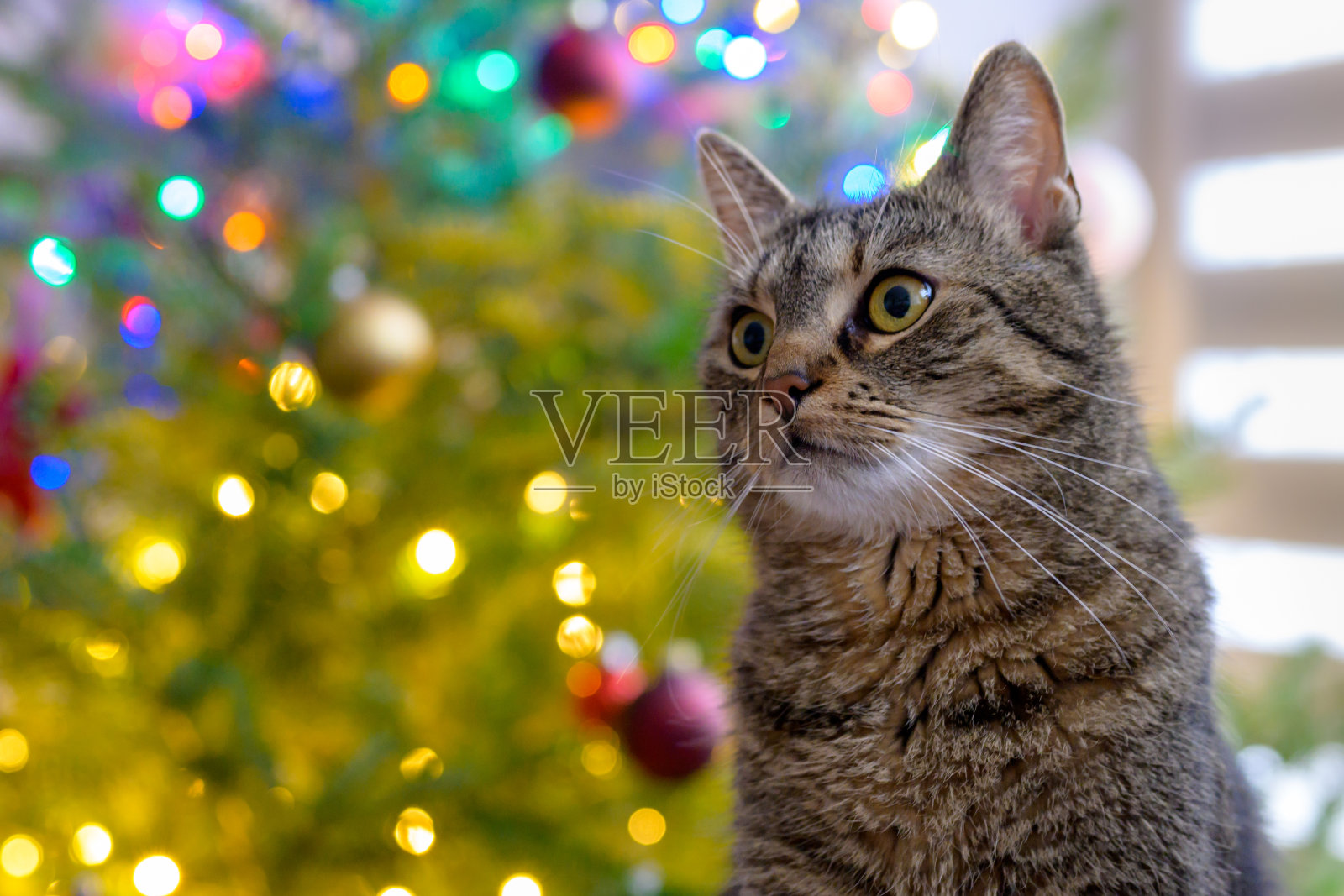 猫和圣诞树照片摄影图片