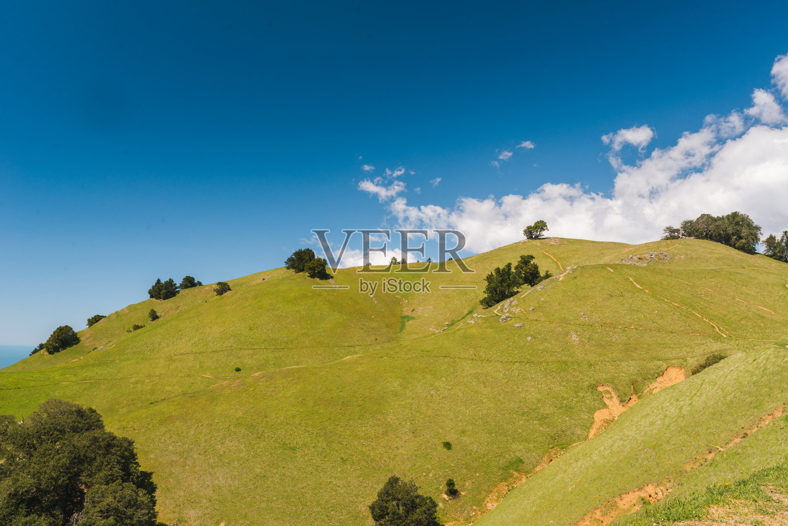 旧金山北部的百年古树和蓝天照片摄影图片