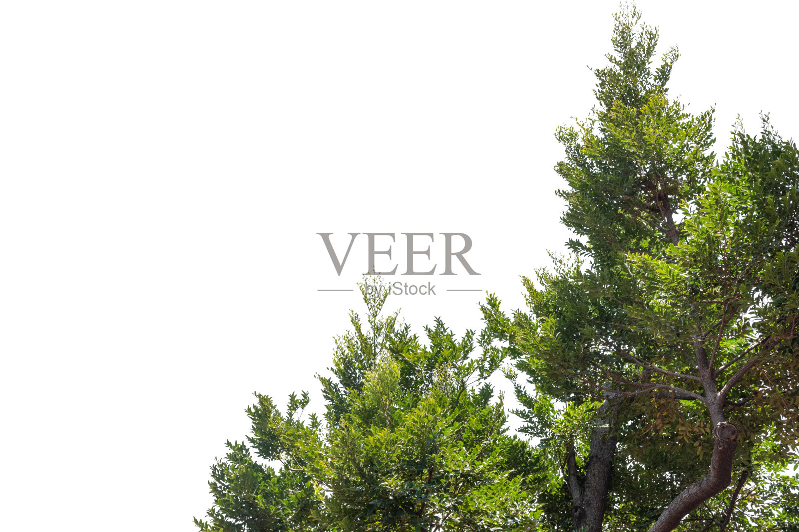 叶孤立在白色背景上照片摄影图片