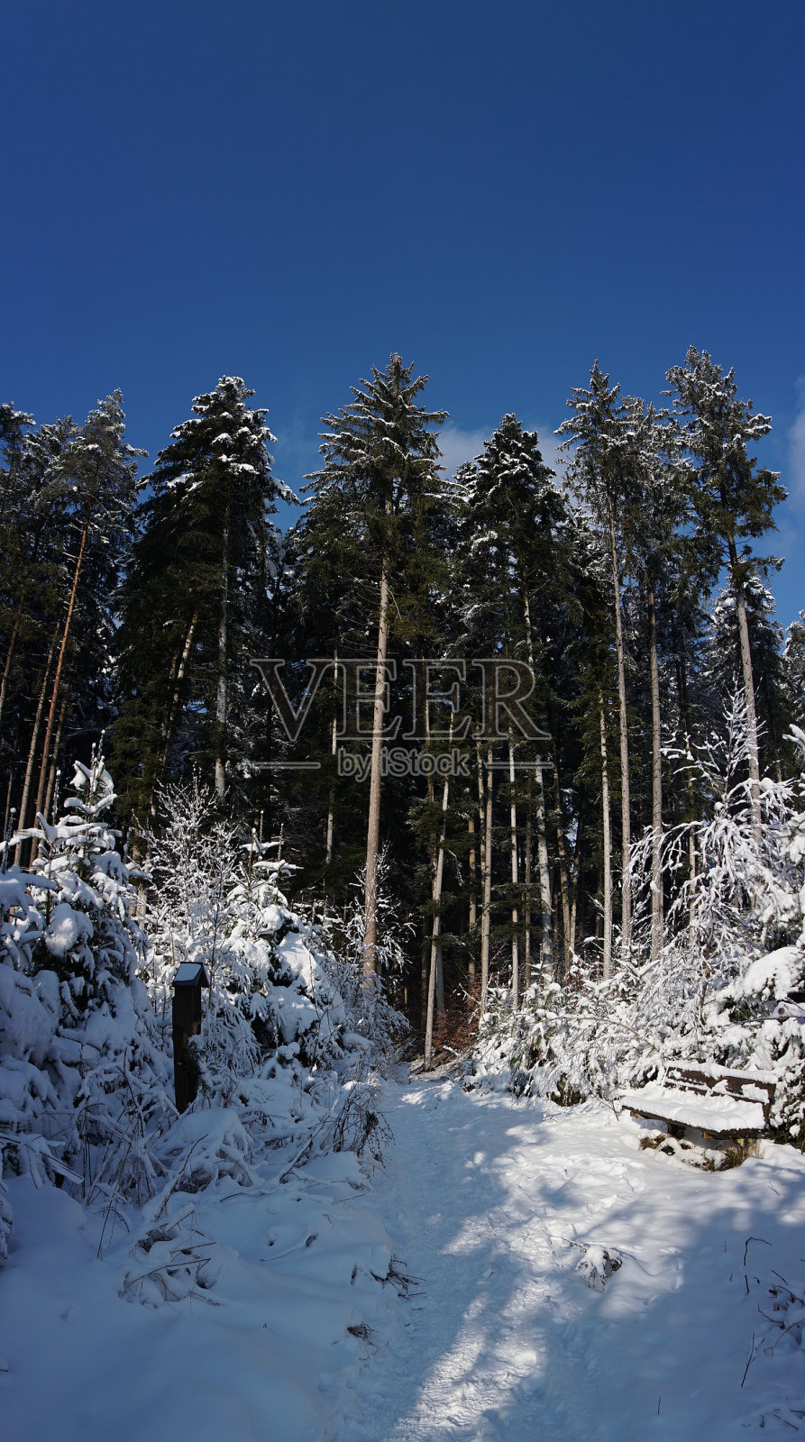 冬季的针叶林。巴伐利亚的一处被雪覆盖的针叶林。常绿森林里一个阳光明媚的冬日。茂密的森林里，细长的白雪覆盖的圣诞树。阳光透过松树和冷杉的树干。照片摄影图片