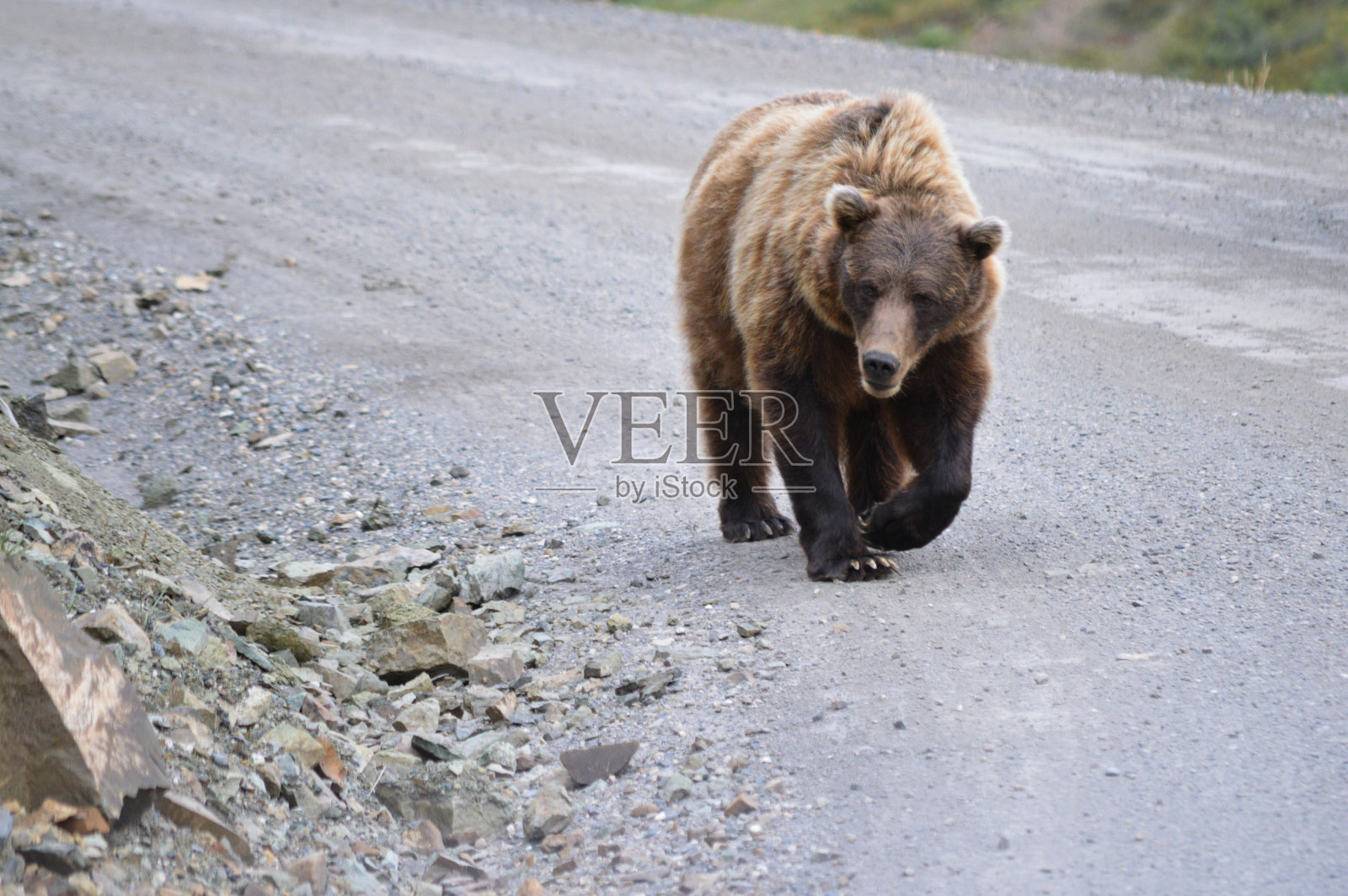灰熊在路上照片摄影图片
