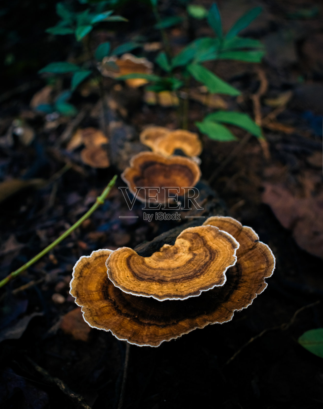 作为药用的云芝照片摄影图片