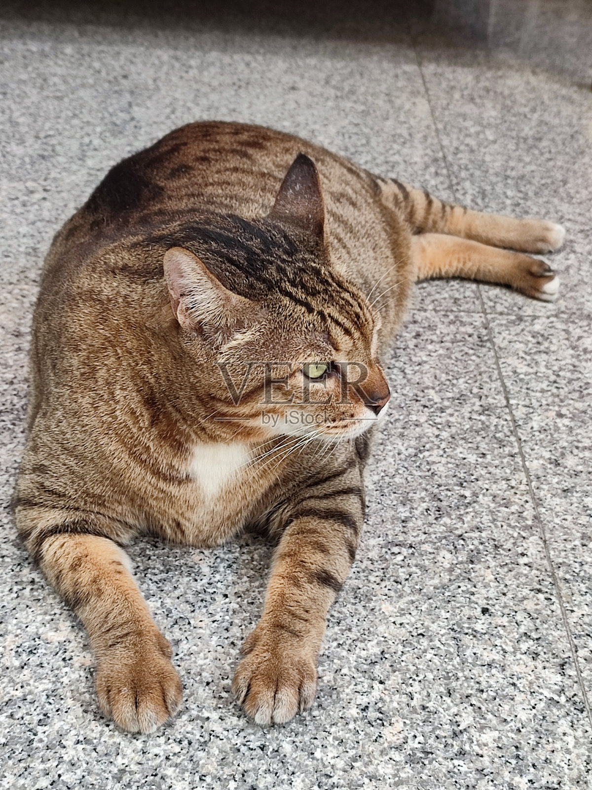 一只可爱的棕色条纹猫顽皮地躺在石头地板上照片摄影图片