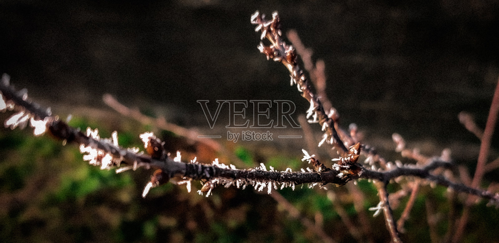 新的一年照片摄影图片