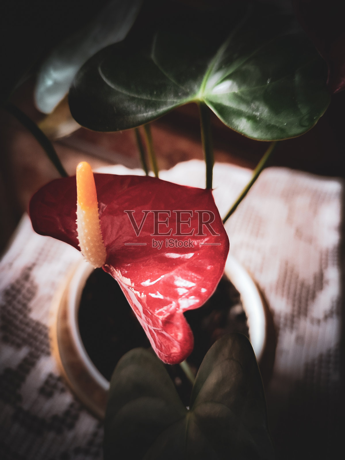 新的一年照片摄影图片