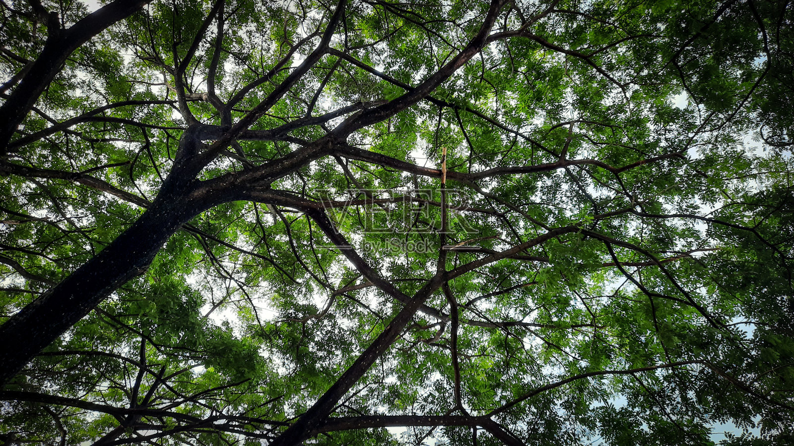 热带雨林的生物多样性照片摄影图片