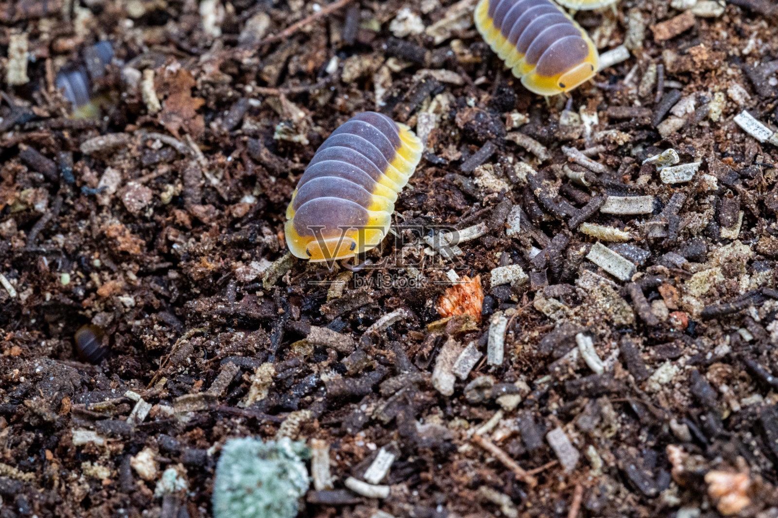 Cubaris sp.柠檬蓝。等足类动物在地上爬行照片摄影图片