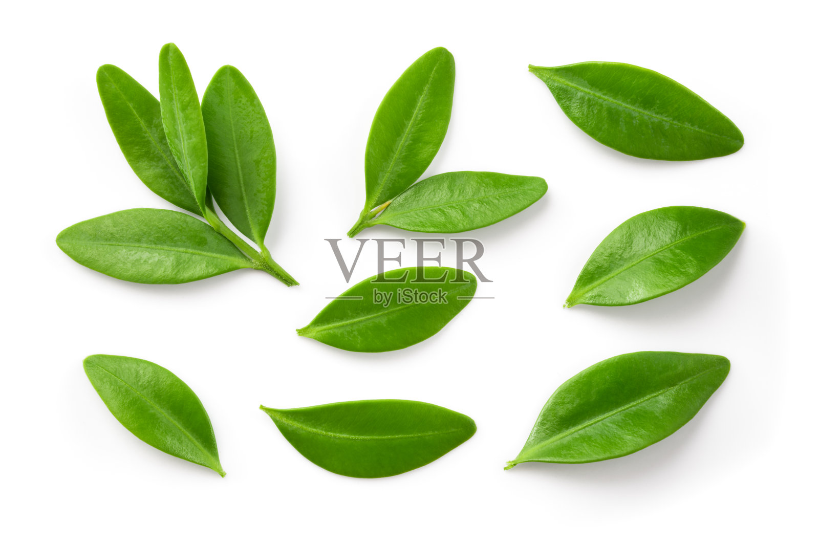 离体的蓝莓叶。蓝莓俯视图。蓝莓叶平铺在白色背景上。照片摄影图片