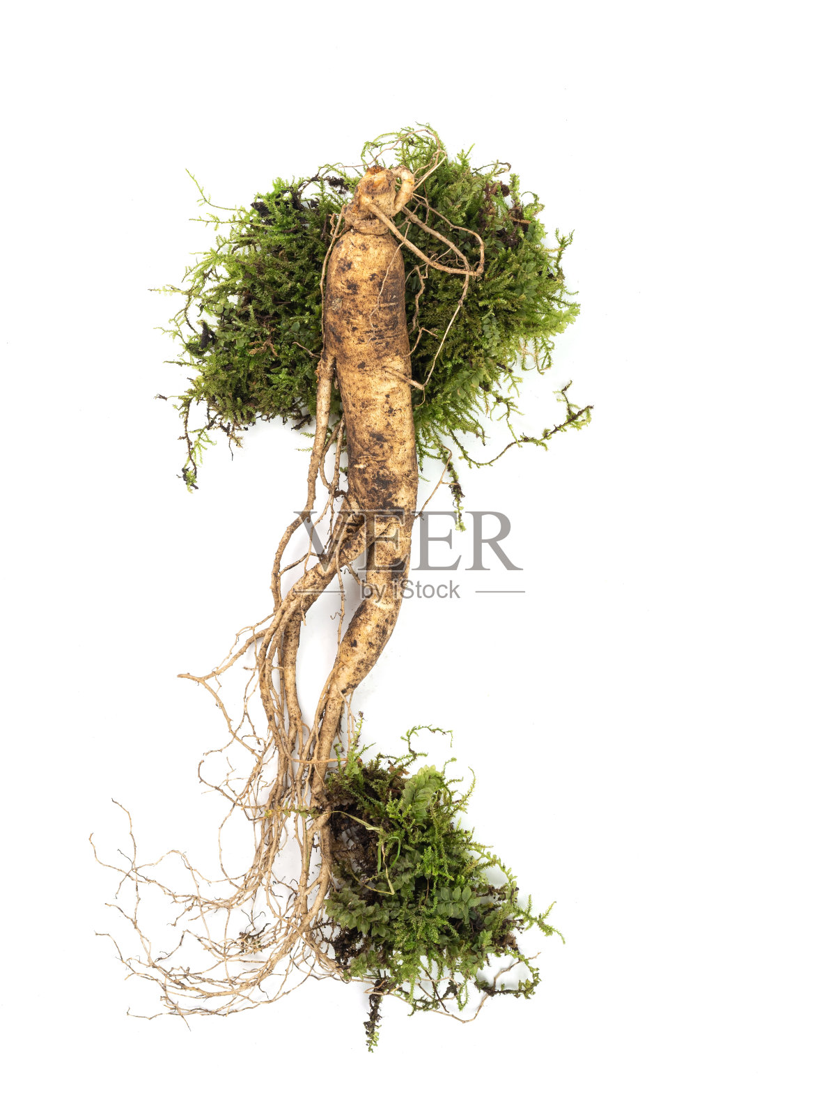 白底人参照片摄影图片