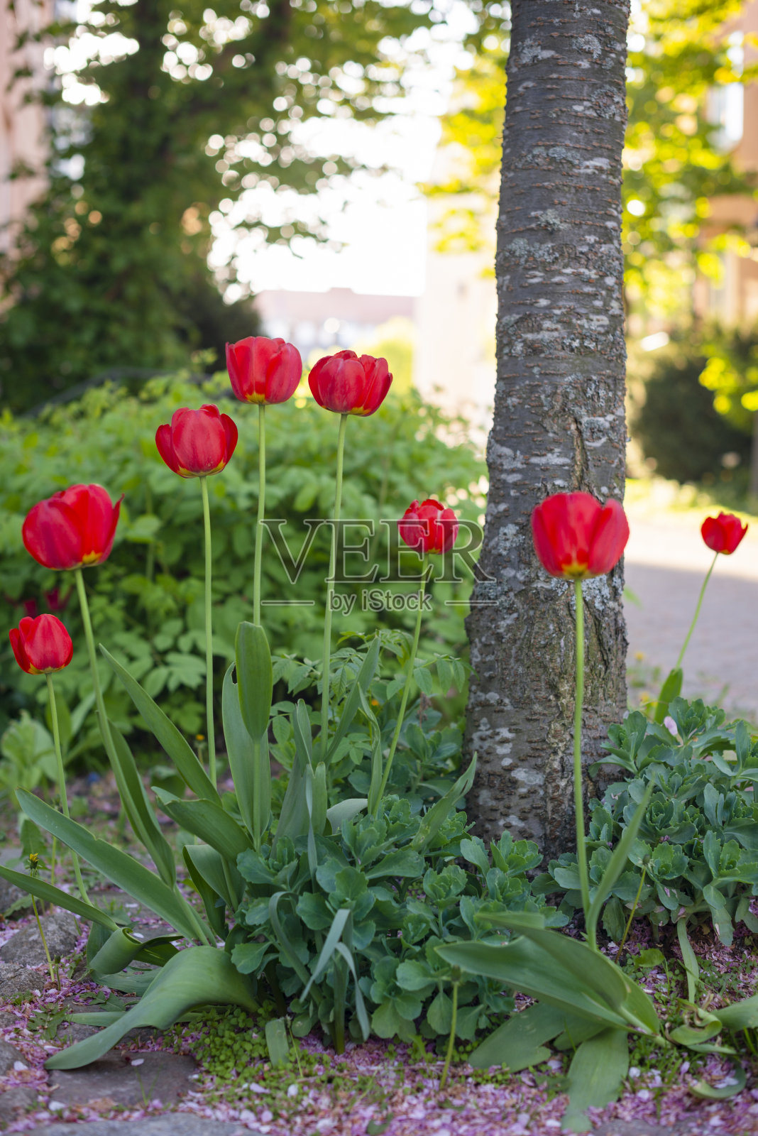 红色郁金香照片摄影图片