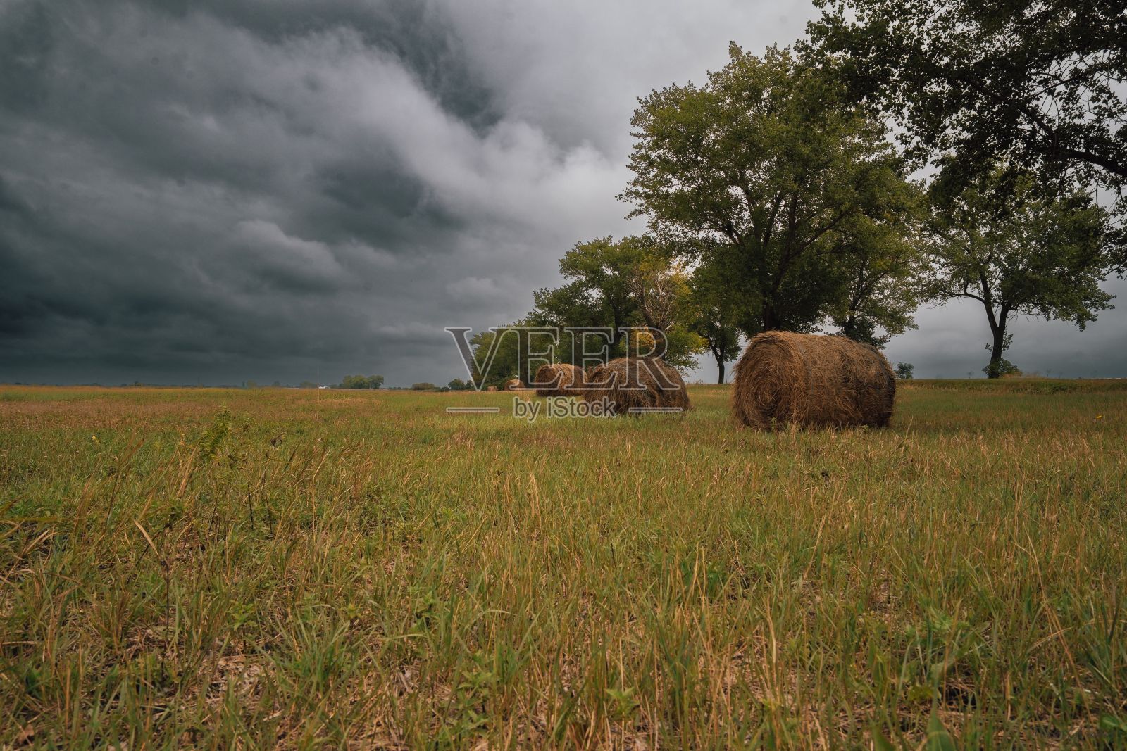 在阴天的田野里看到干草卷和树木照片摄影图片
