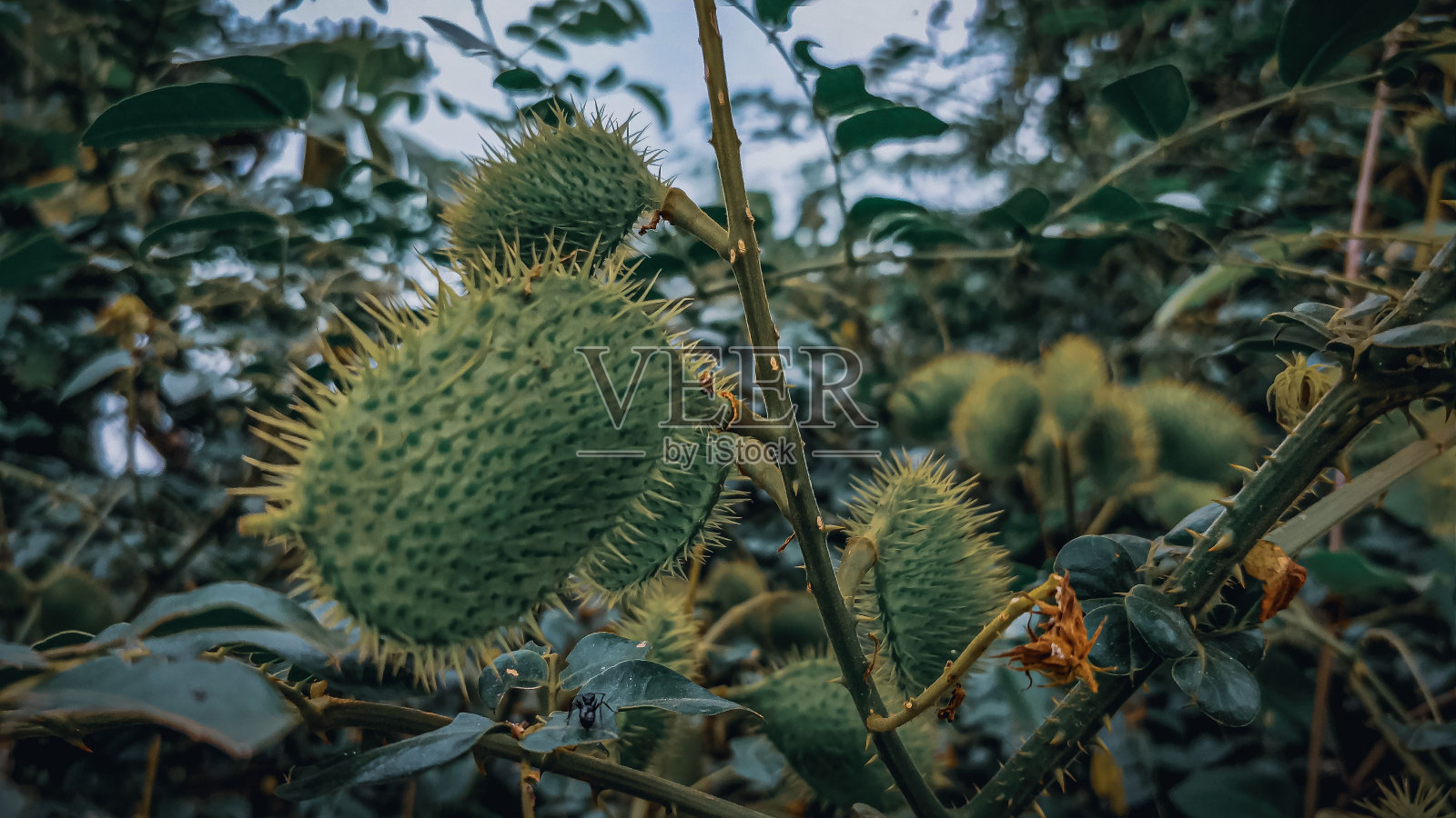 灰色镍荚的特写(Guilandina bonduc)照片摄影图片