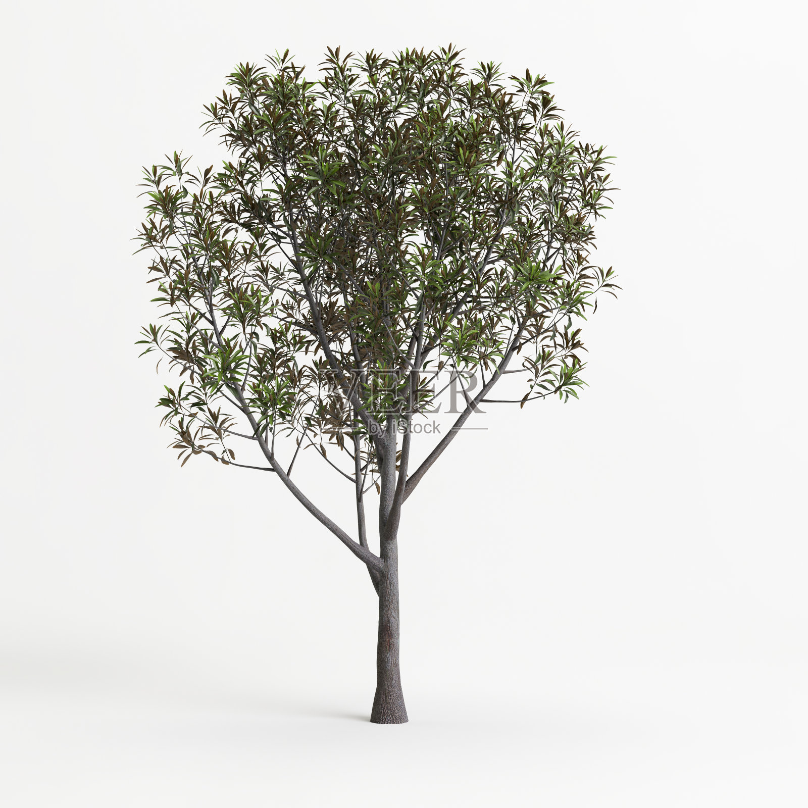 白色背景下的3D丝绸栎树插画照片摄影图片