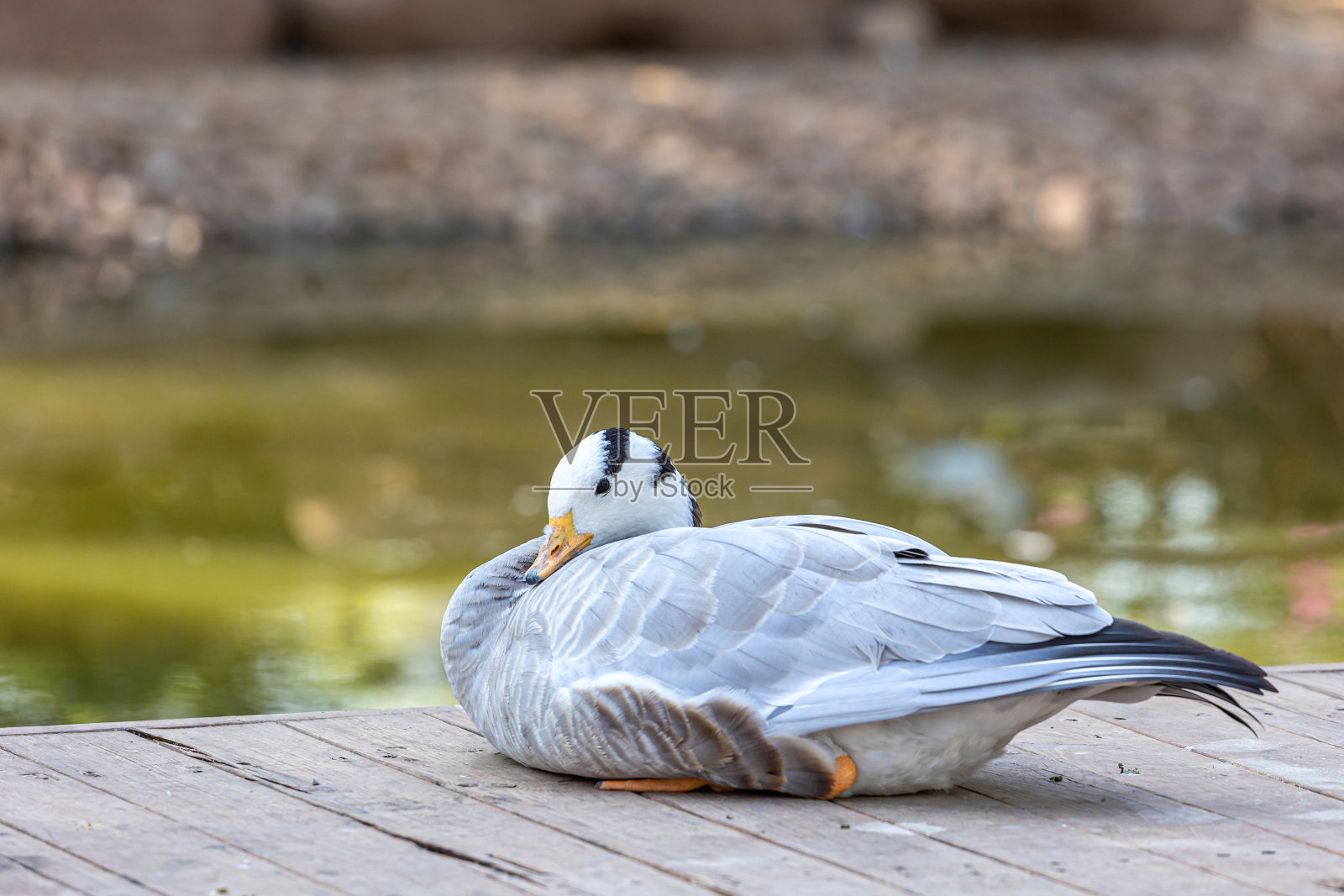 长脖鹅照片摄影图片