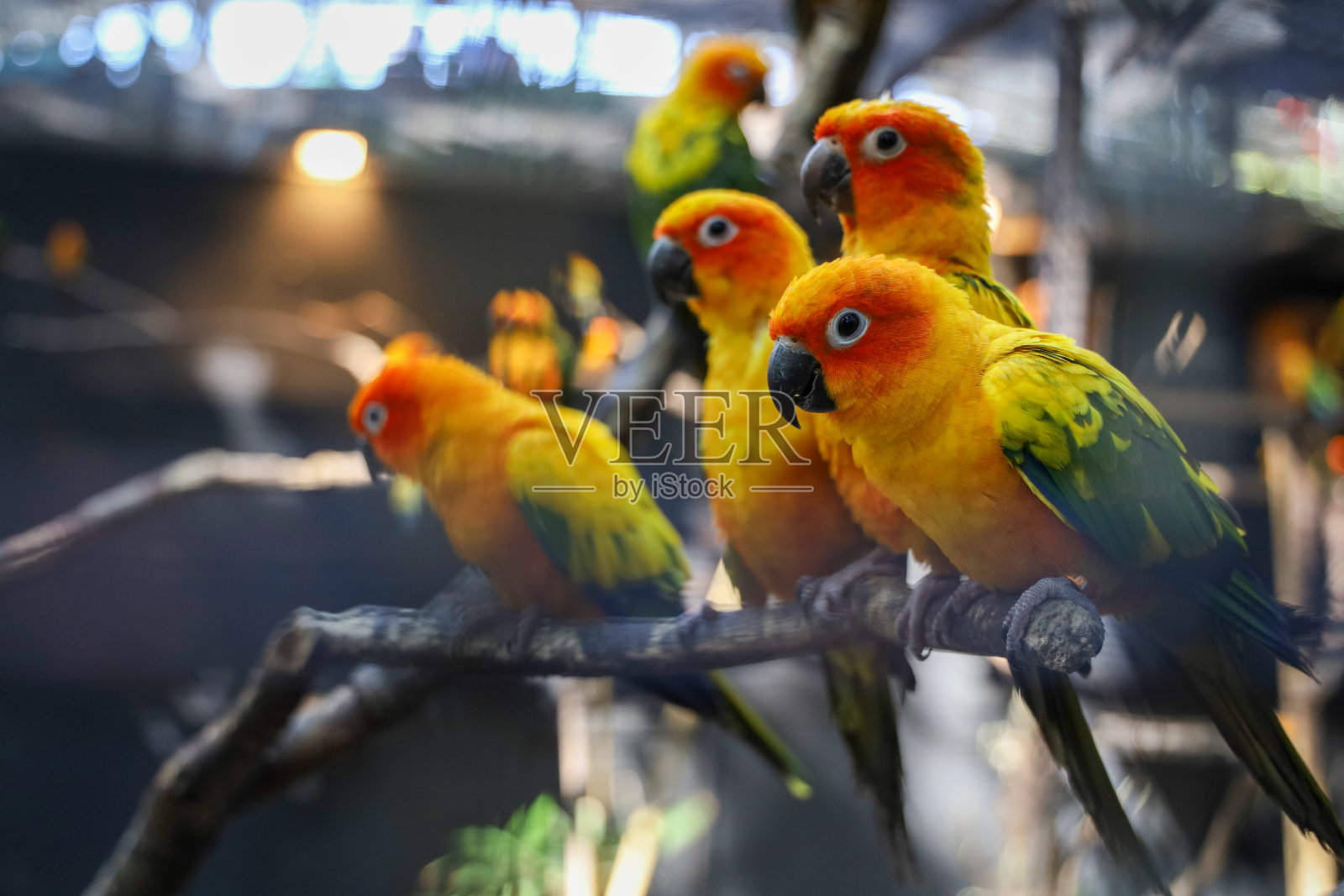 小鹦鹉鸟在树枝上照片摄影图片