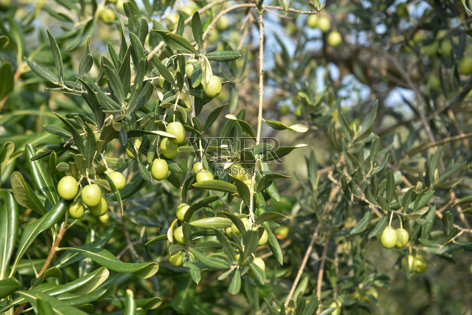 橄榄树照片摄影图片