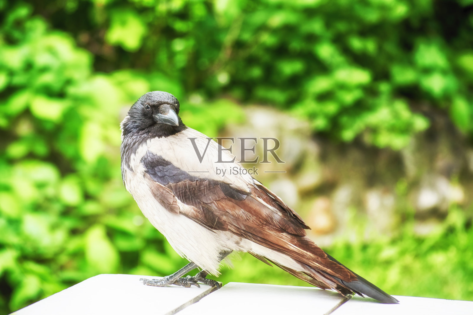 户外餐桌上好奇的大乌鸦照片摄影图片