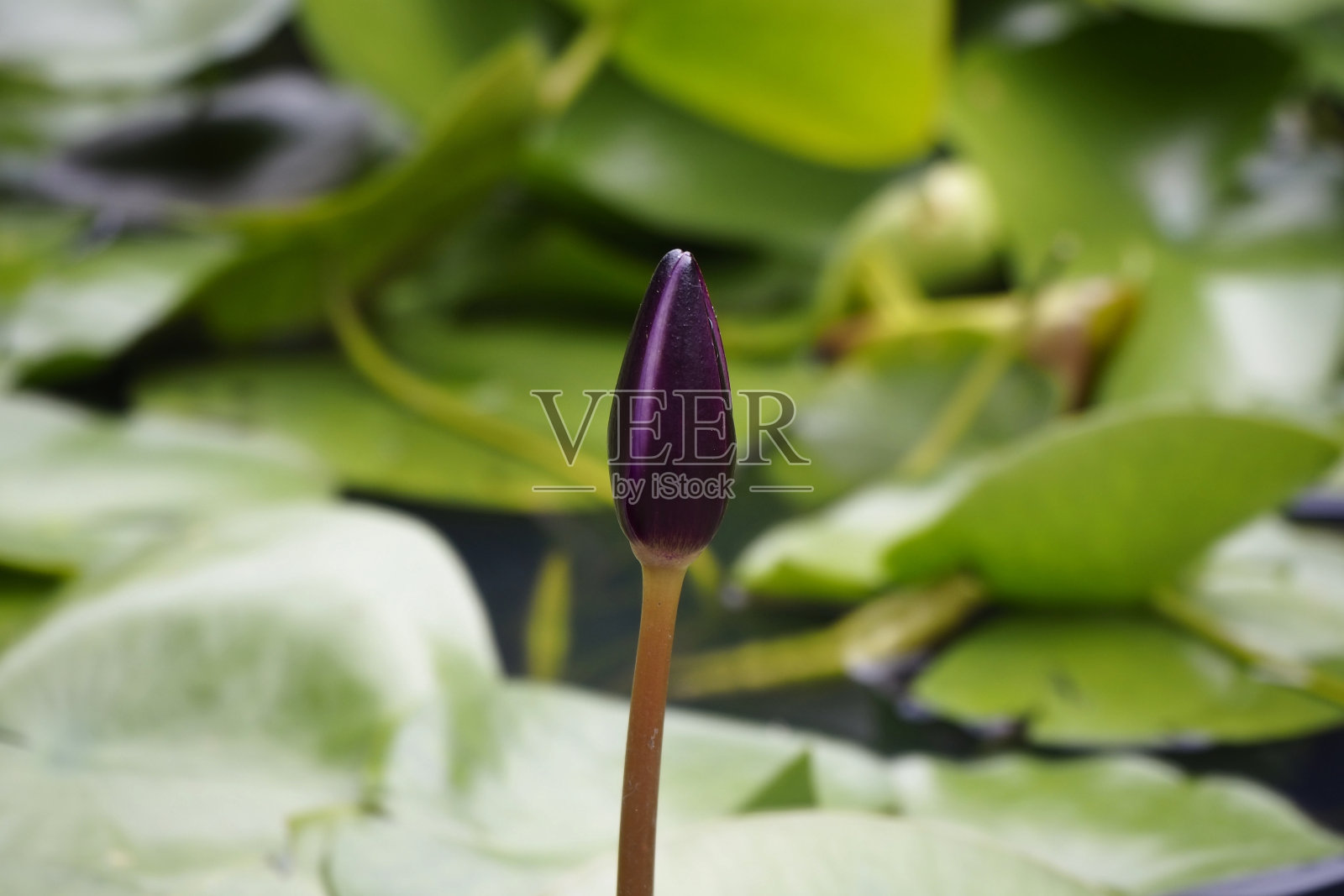 水园里的圣莲花蕾照片摄影图片
