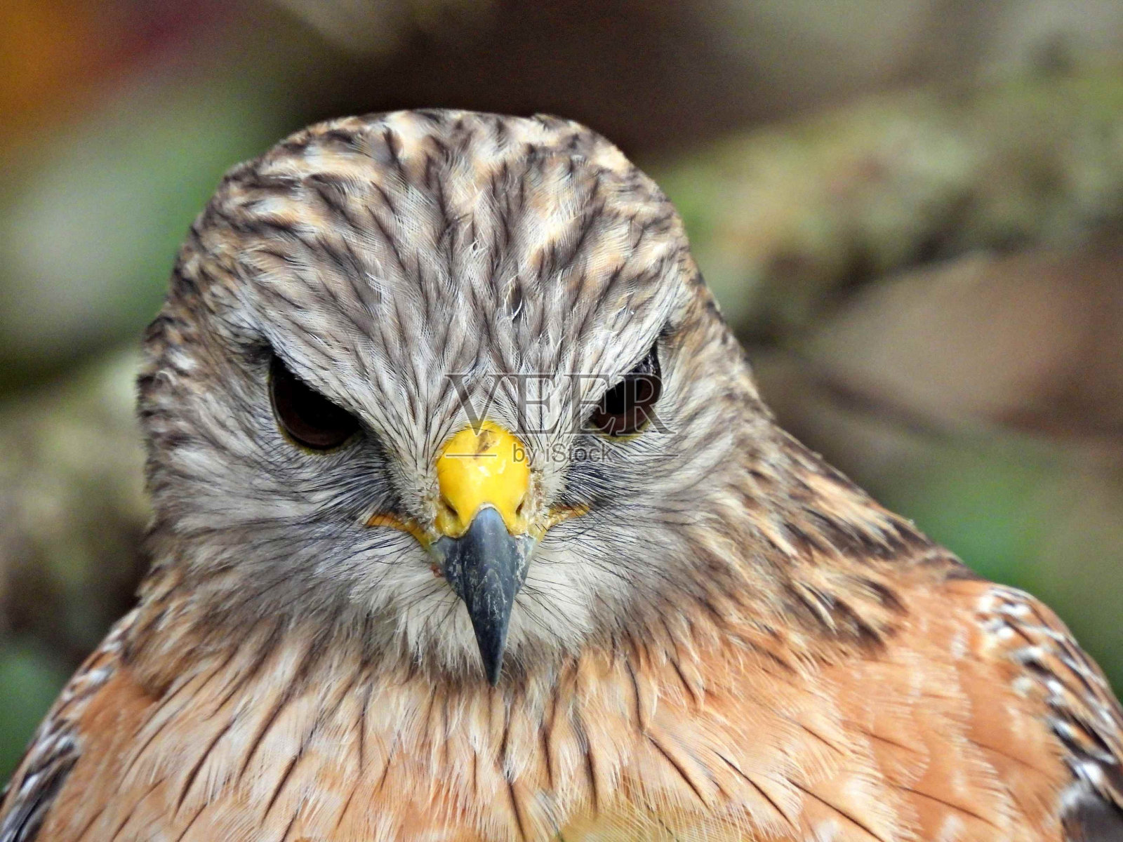红肩鹰-肖像照片摄影图片