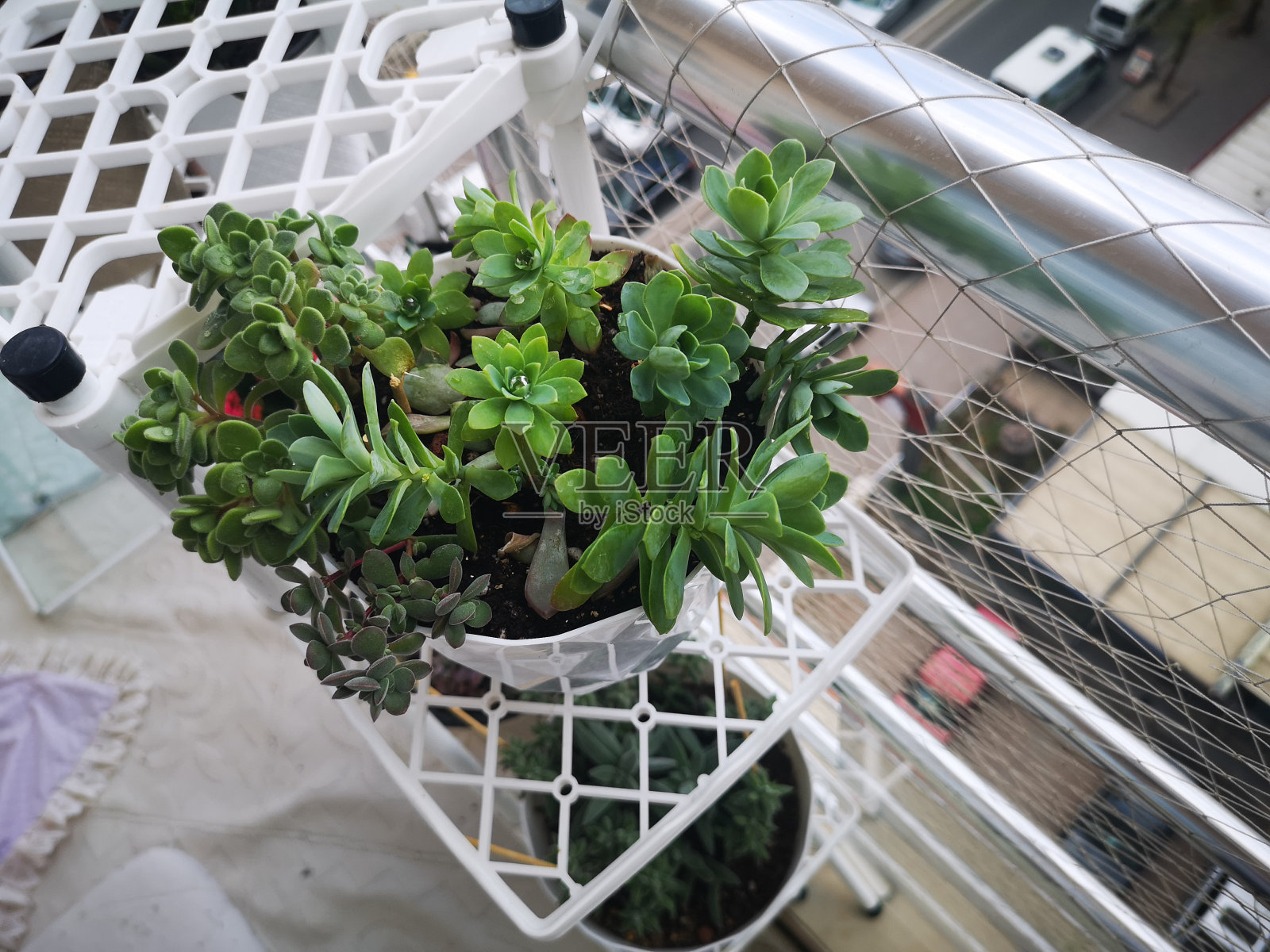 在花园中心或市场摊位货架上的仙人掌，仙人掌和多肉植物的全帧背景图像。仙人掌在白色背景的花盆中分离照片摄影图片