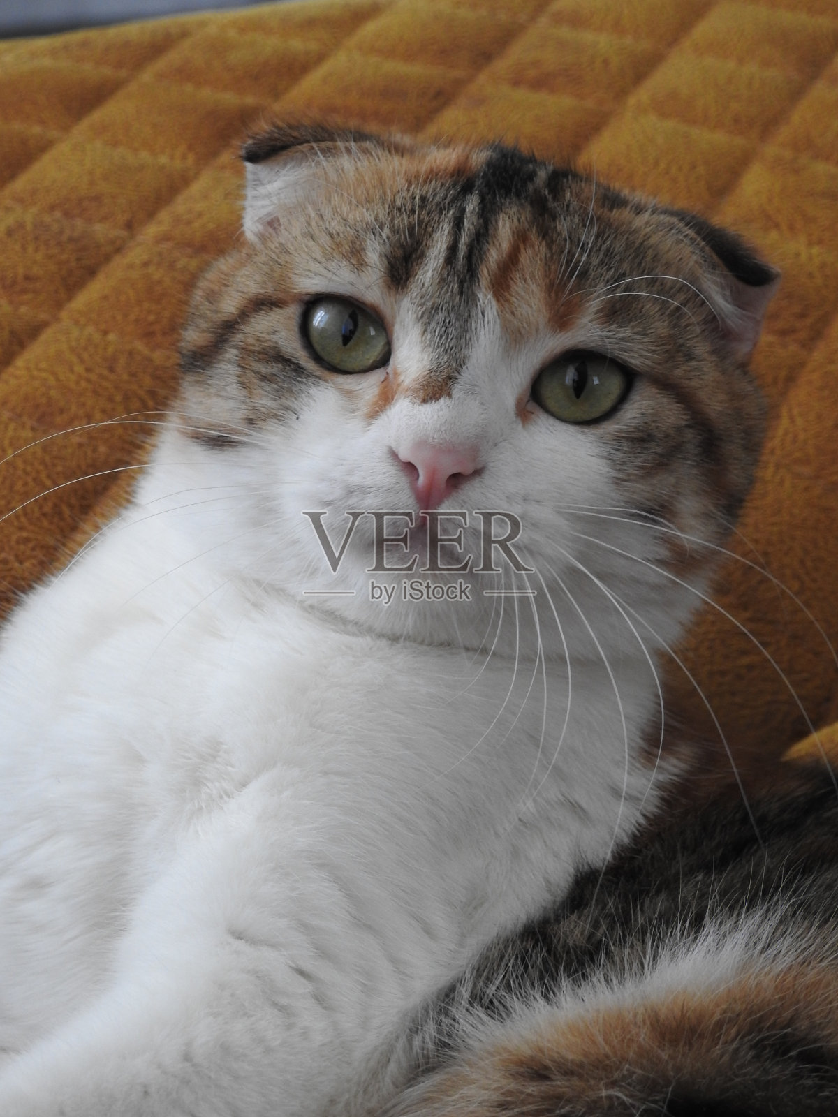 长着绿色大眼睛的猫。可爱的猫，有漂亮的眼睛，穿着白色背景的衣服，白色背景，漂亮的眼睛，可爱的猫照片摄影图片