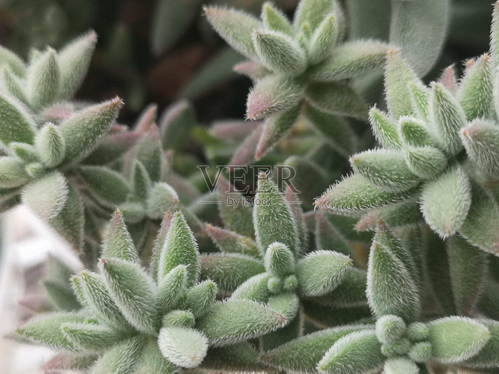 在花园中心或市场摊位货架上的仙人掌，仙人掌和多肉植物的全帧背景图像。仙人掌在白色背景的花盆中分离照片摄影图片