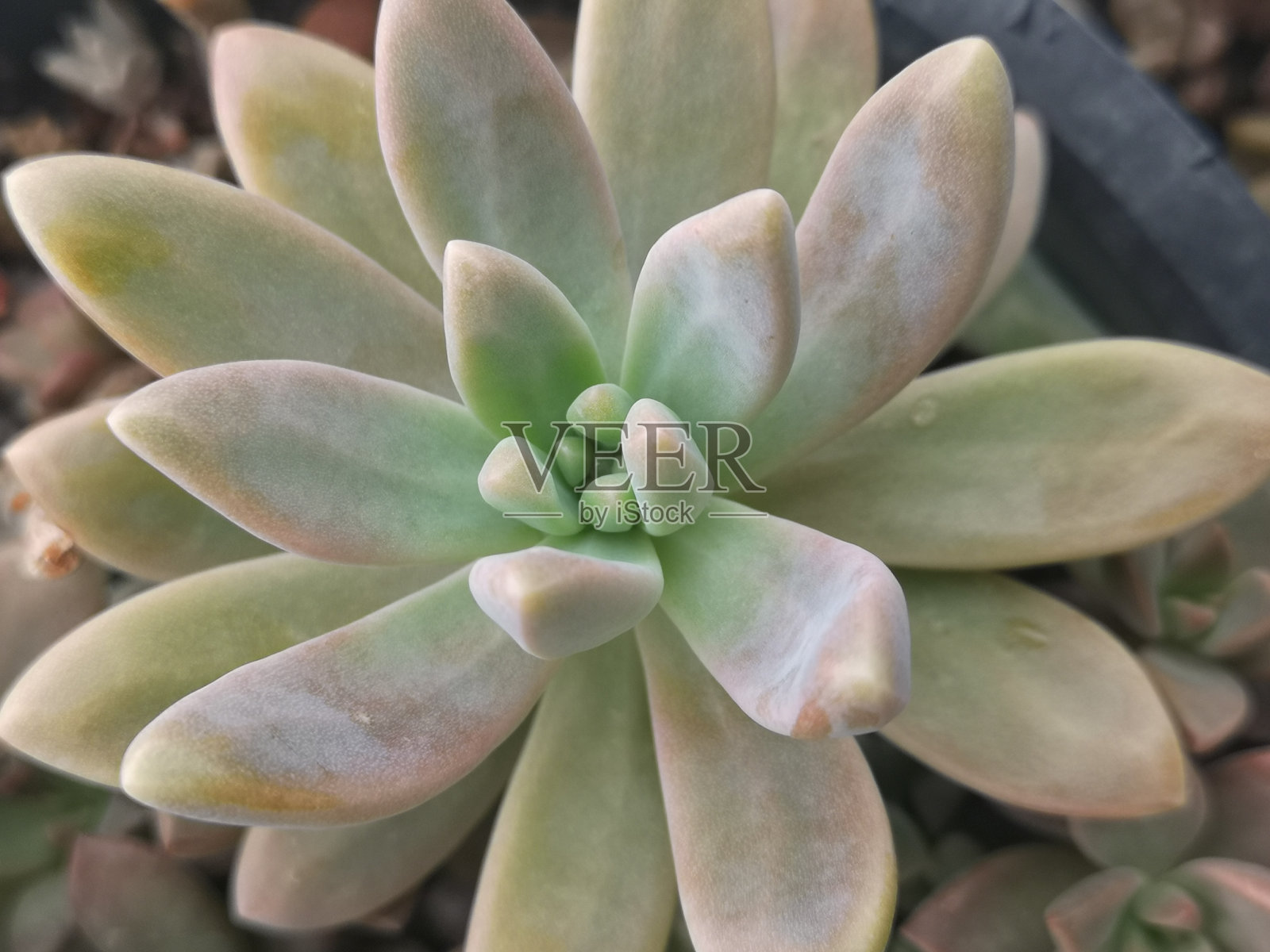 在花园中心或市场摊位货架上的仙人掌，仙人掌和多肉植物的全帧背景图像。仙人掌在白色背景的花盆中分离照片摄影图片