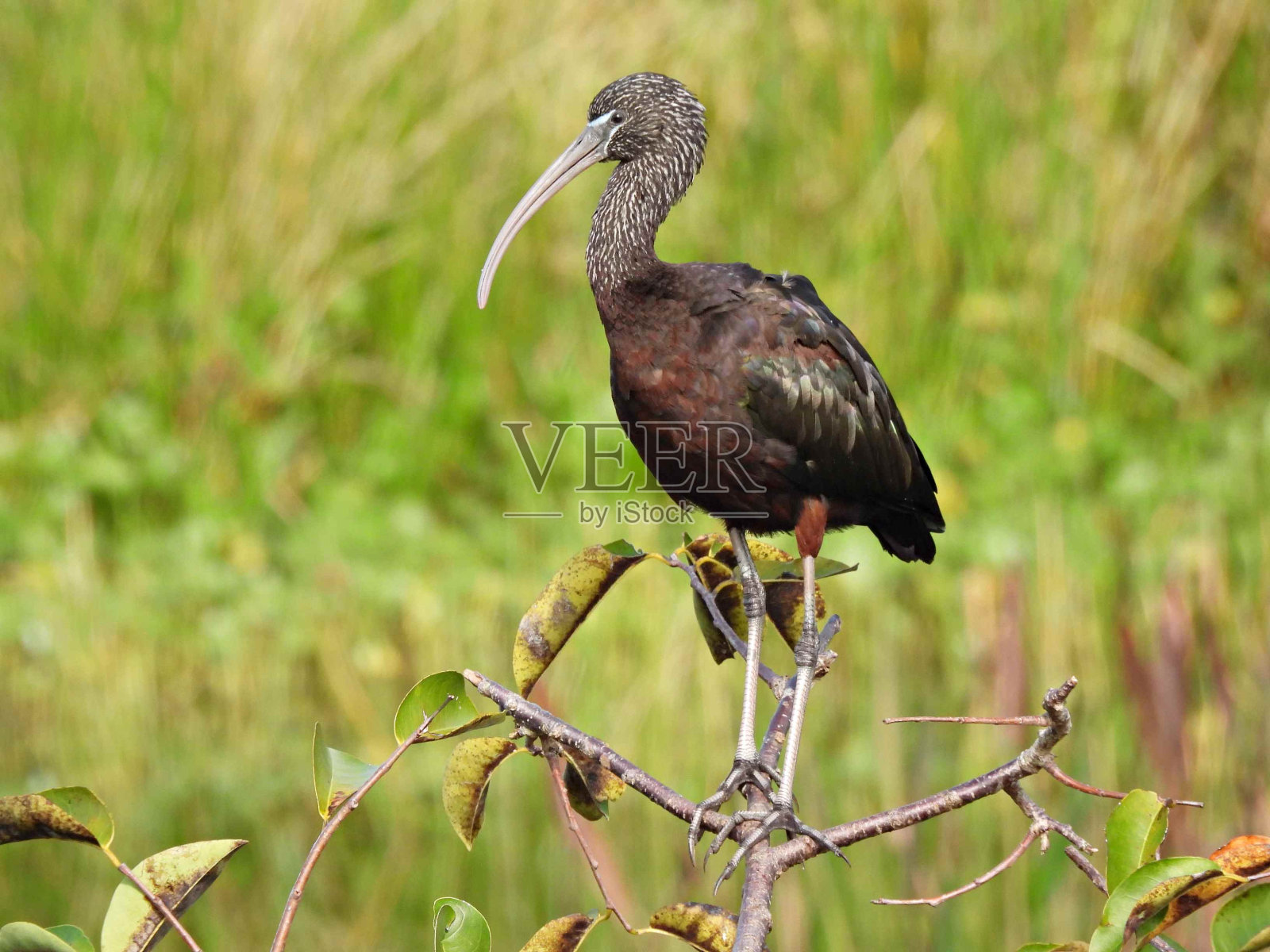 油光朱鹮(Plegadis falcinellus)栖息在树上照片摄影图片