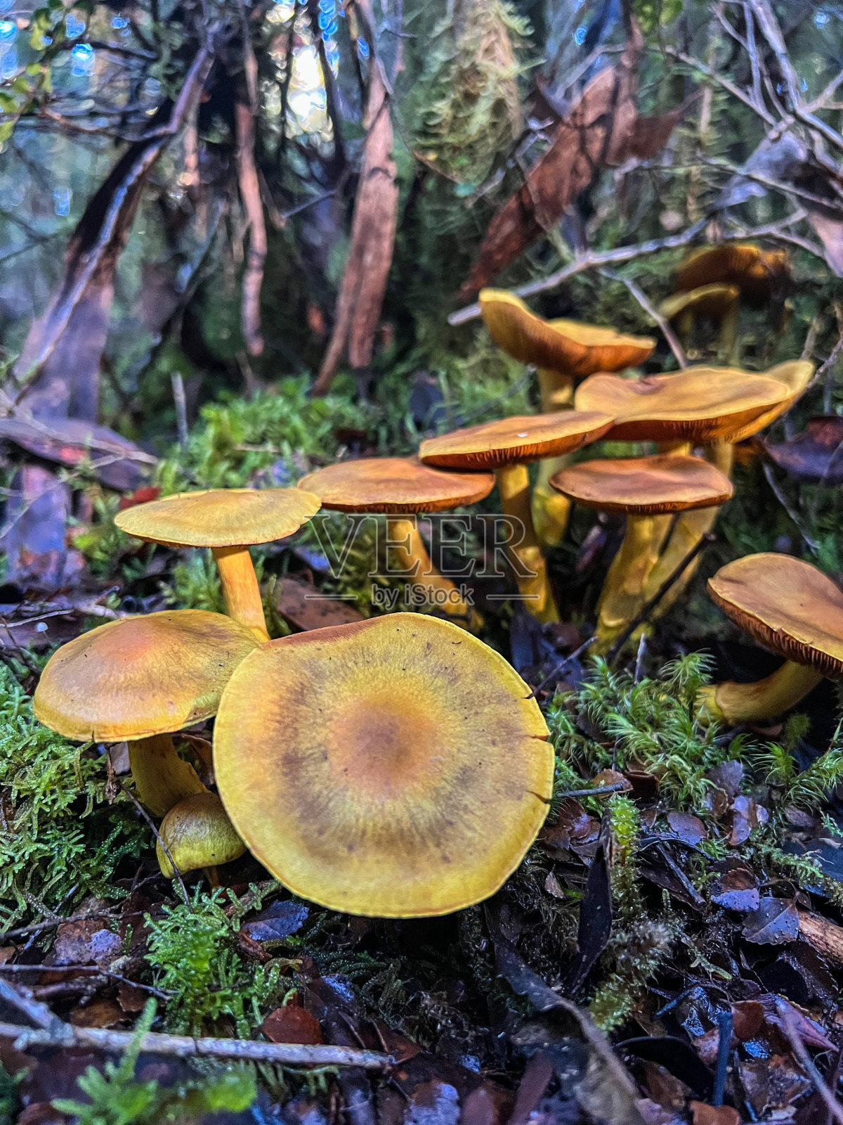 森林中的一群蘑菇照片摄影图片
