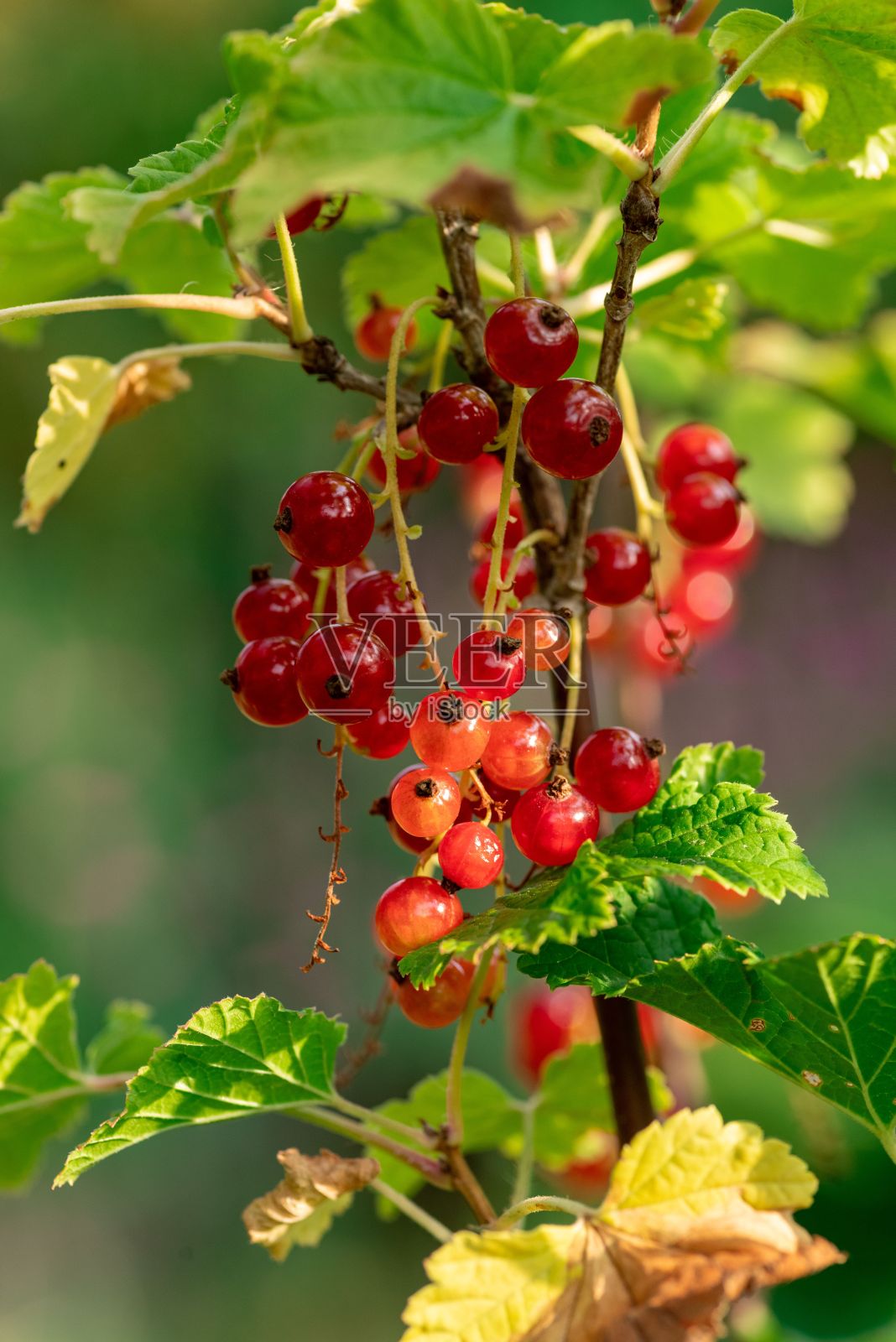 红醋栗在树上生长的特写照片摄影图片