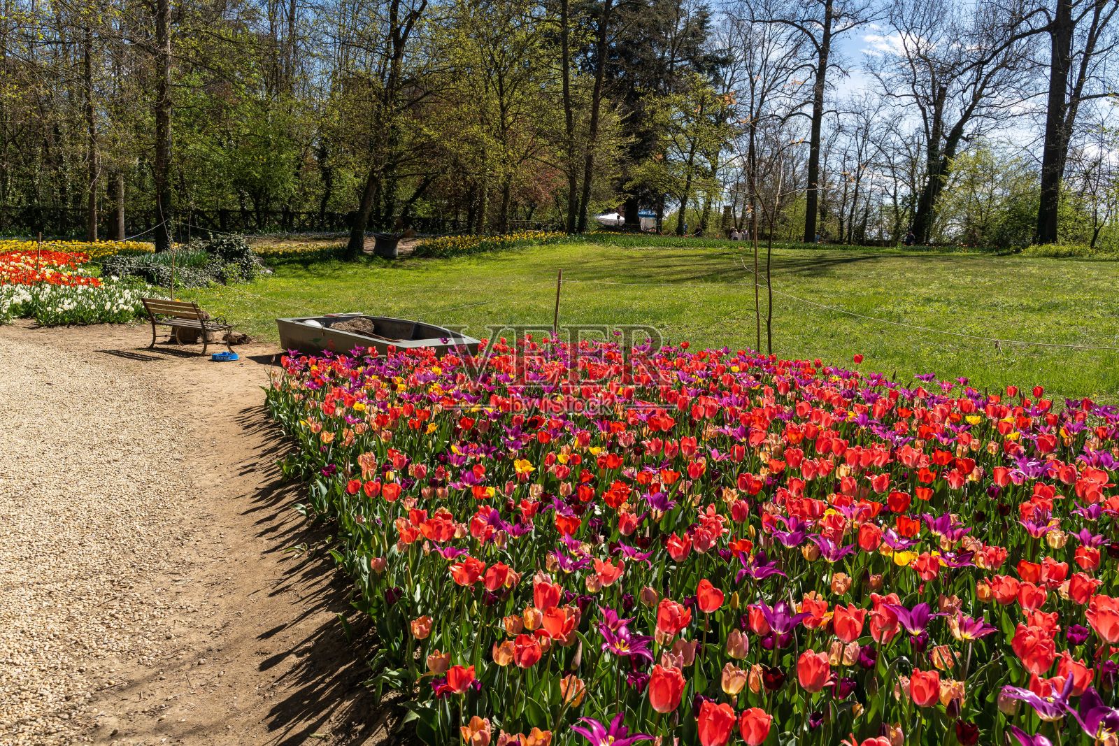 美丽多彩的郁金香盛开在田野的树木背景照片摄影图片