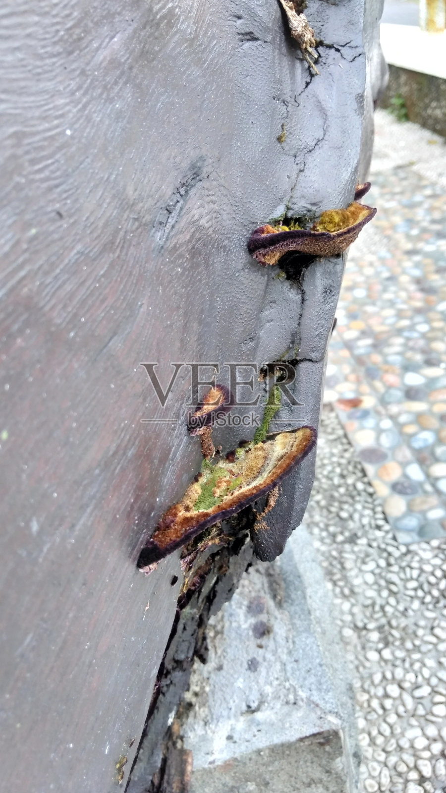 操场座位上的木制蘑菇照片摄影图片