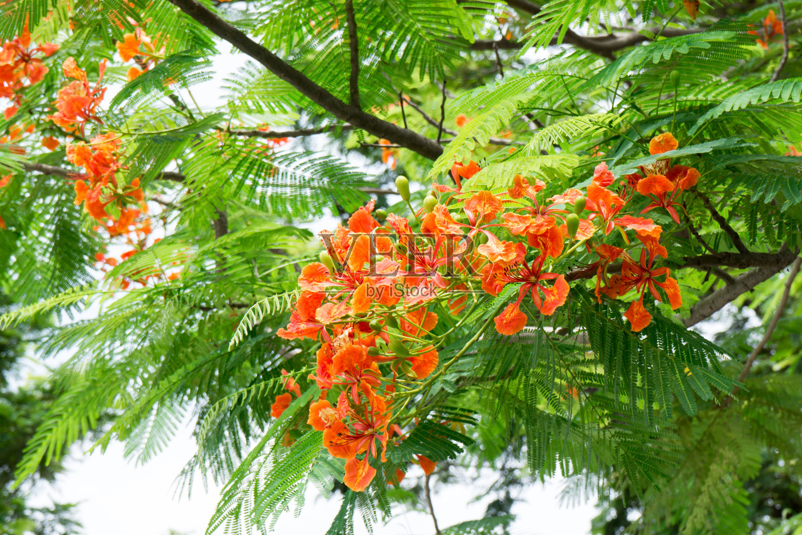 孔雀的波峰照片摄影图片