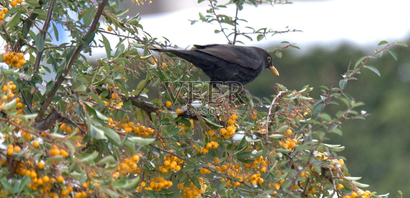 冬天在浆果丛中寻找食物的欧亚黑鹂。照片摄影图片