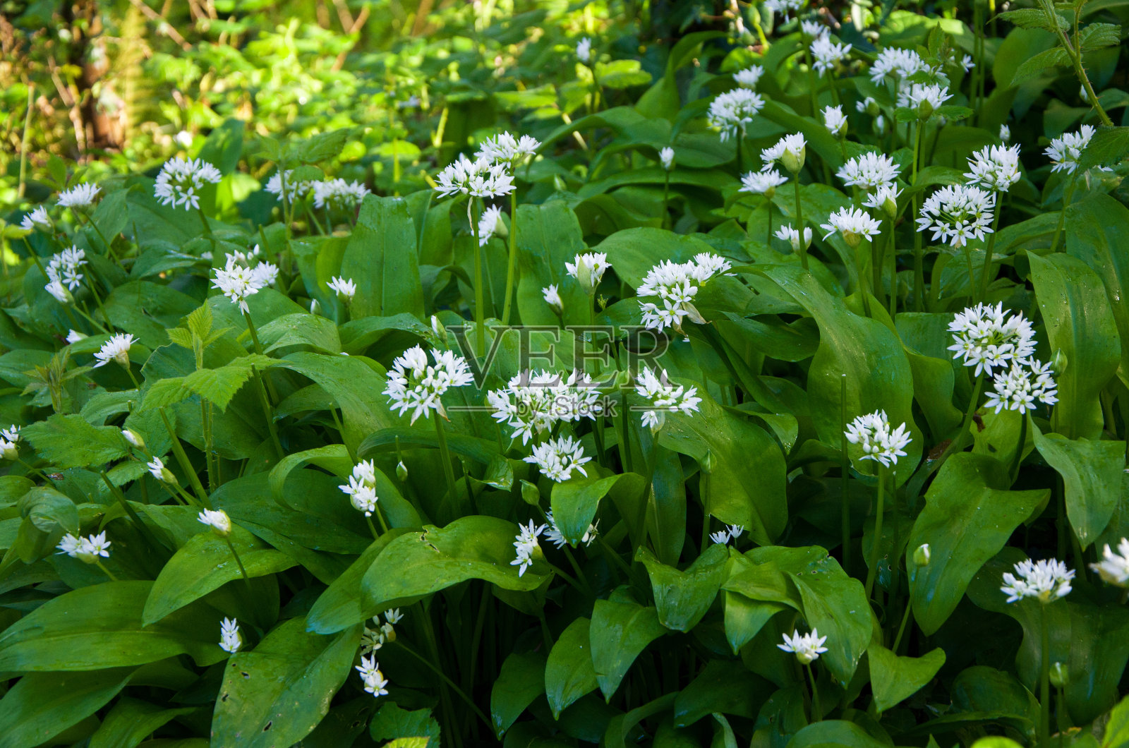 春天的大自然，森林里的绿色植物，树上的嫩叶，野蒜照片摄影图片