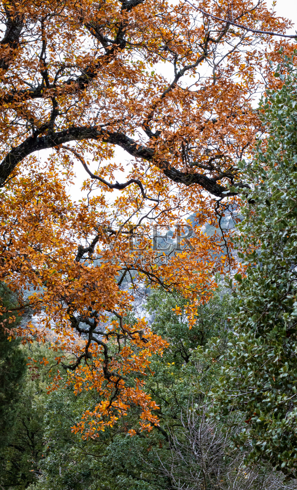 特梅索斯国家公园，树木和树叶，山照片摄影图片