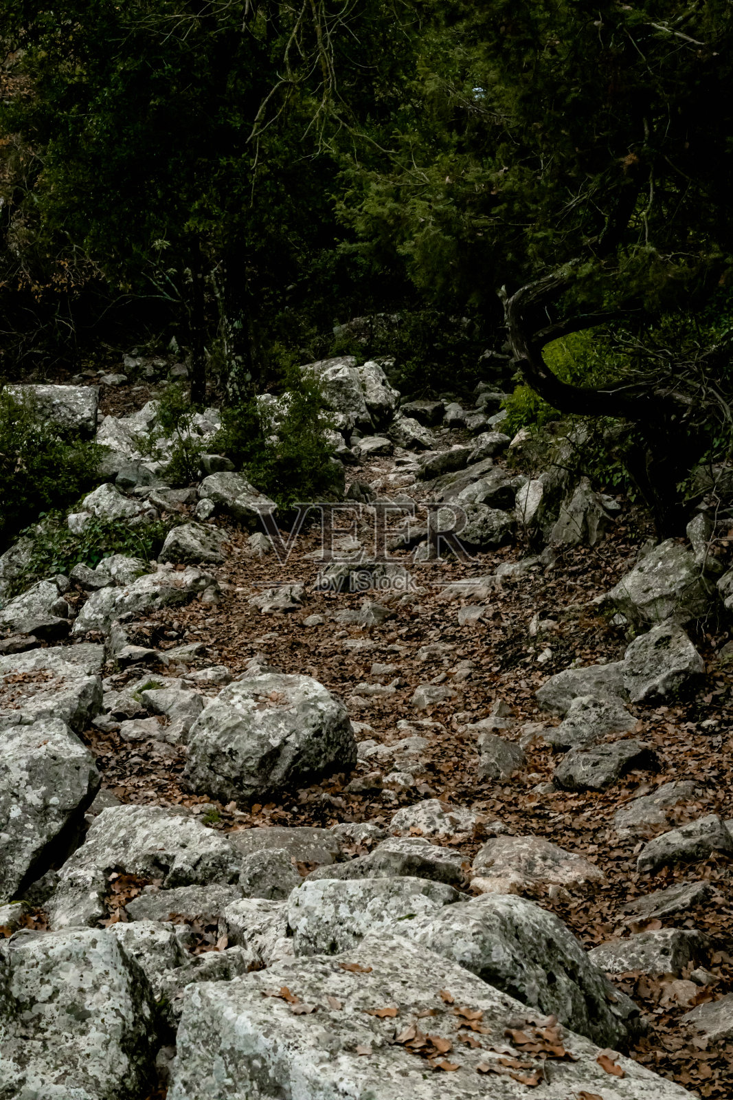 特梅索斯国家公园，树木和树叶，山照片摄影图片