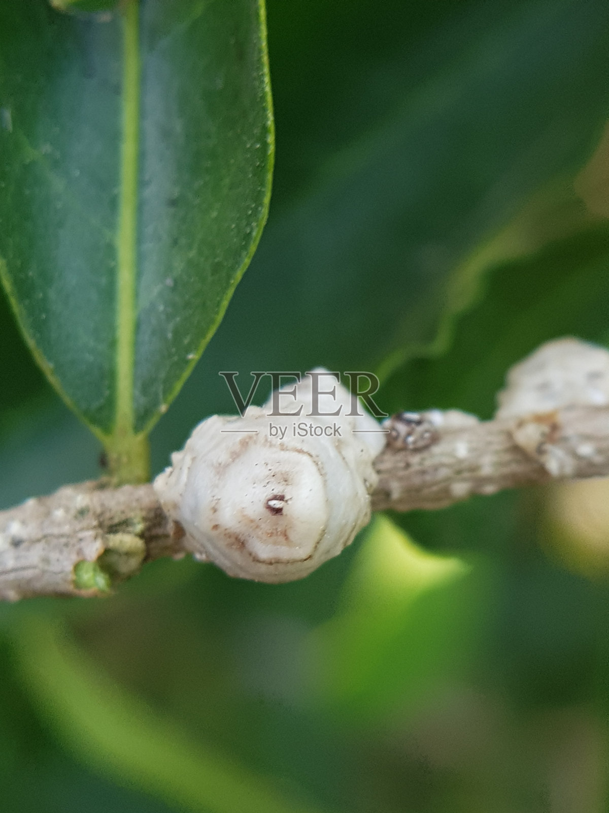 越南针叶樱桃上的蜡蚧(Ceroplastes sinensis)。照片摄影图片