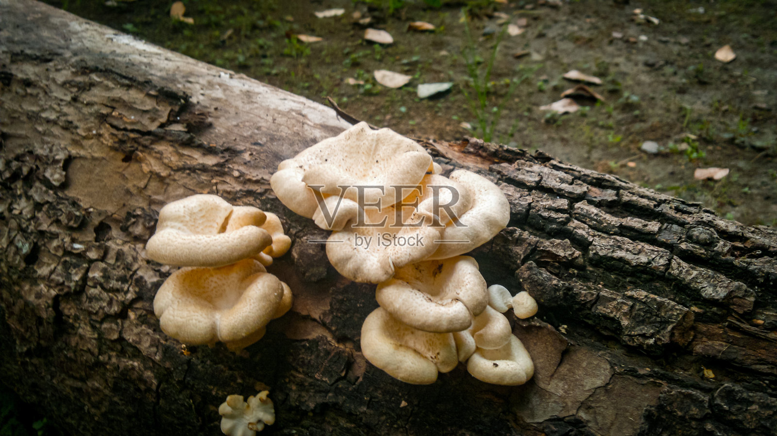 白蘑菇生长在倒下的，风化的树上照片摄影图片