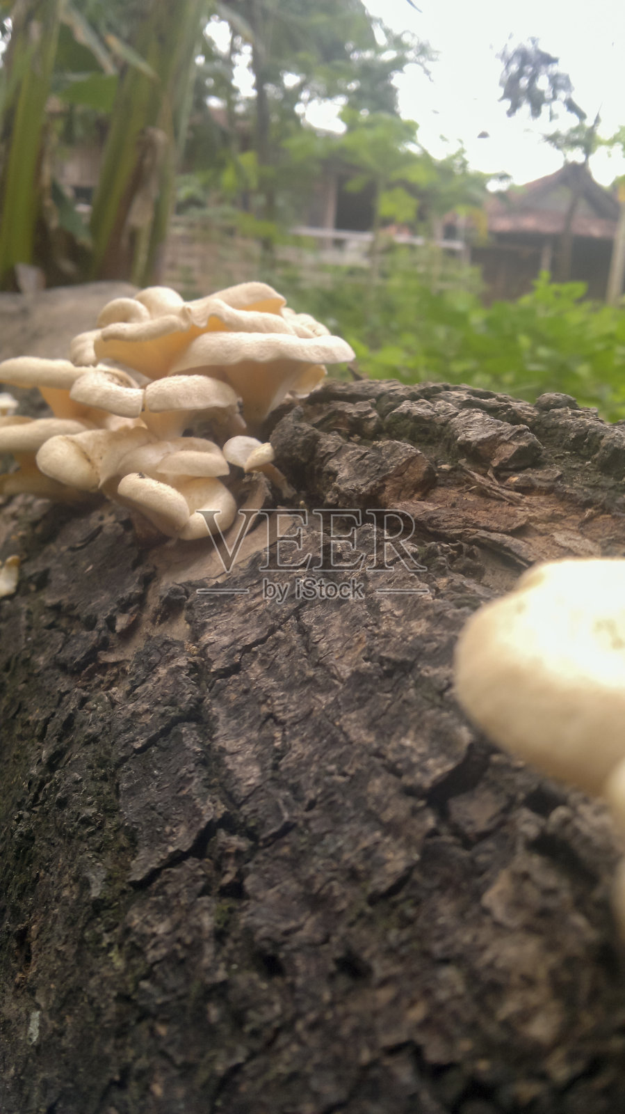 白蘑菇生长在倒下的，风化的树上照片摄影图片