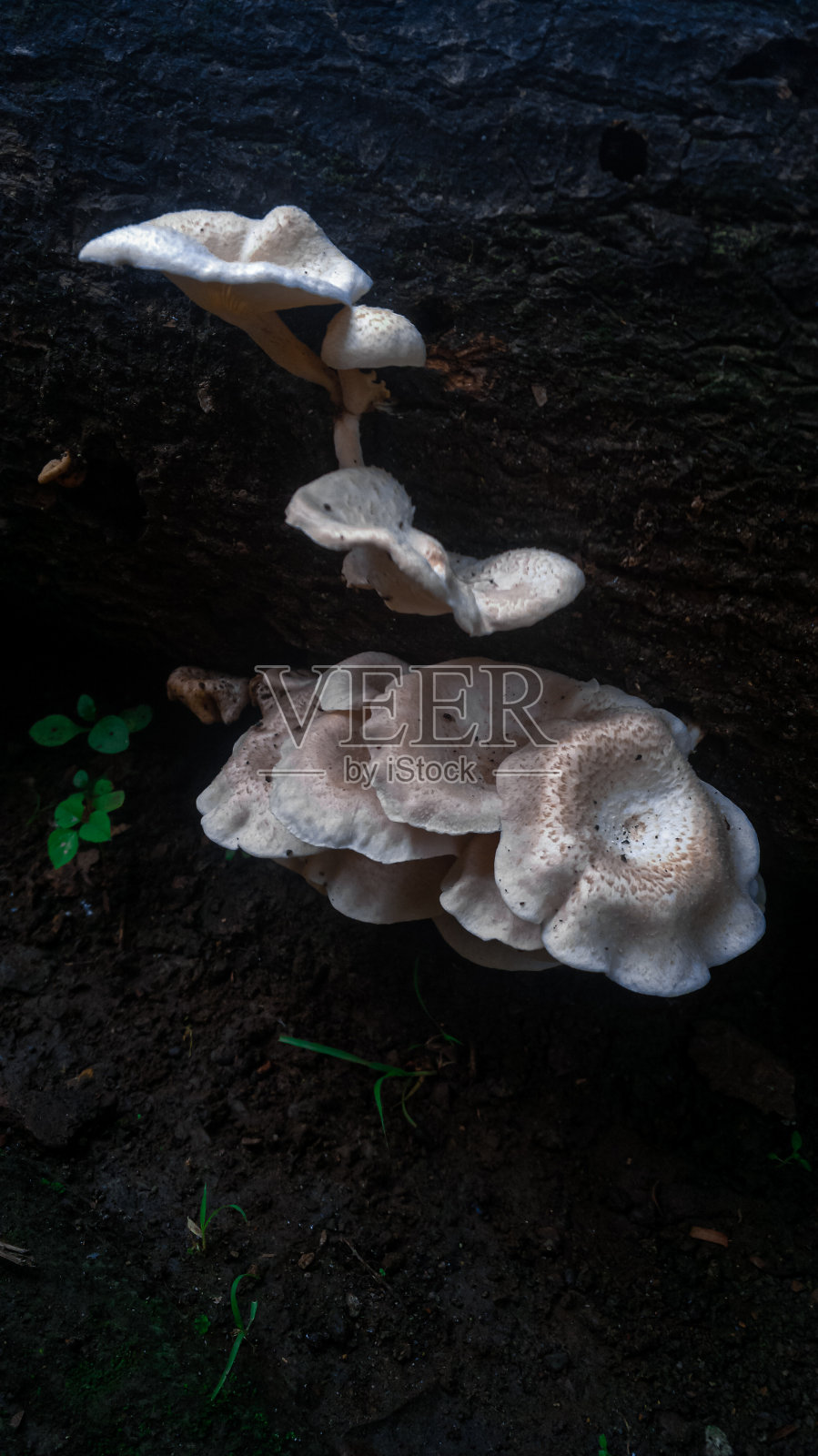 白蘑菇生长在倒下的，风化的树上照片摄影图片