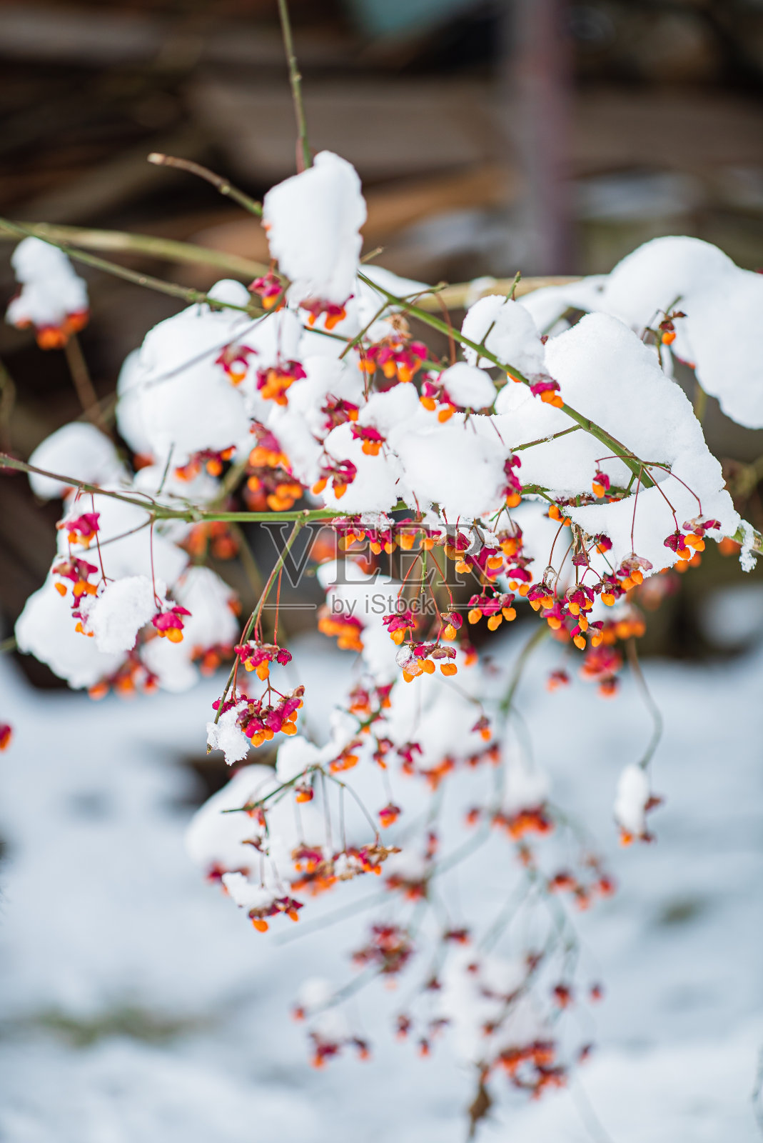 冷淡的植物照片摄影图片
