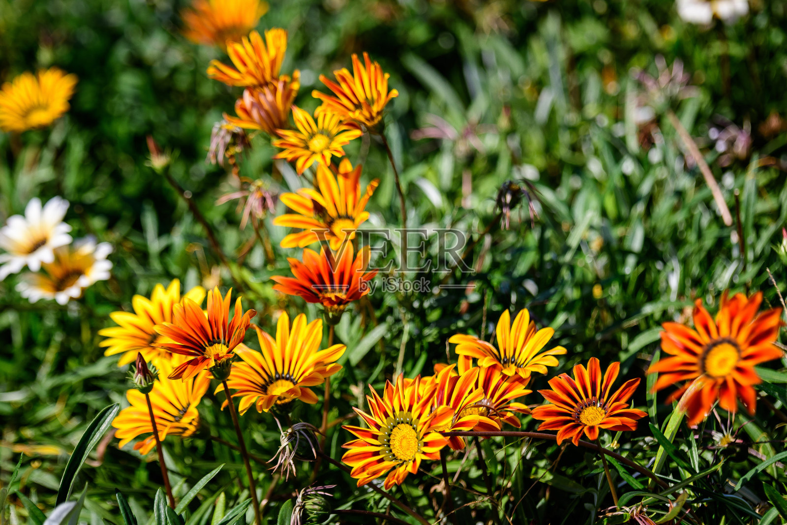俯视图的许多生动的黄色和橙色的gazania花和模糊的绿叶在软焦点，在一个阳光明媚的夏日的花园，美丽的户外花卉背景照片摄影图片
